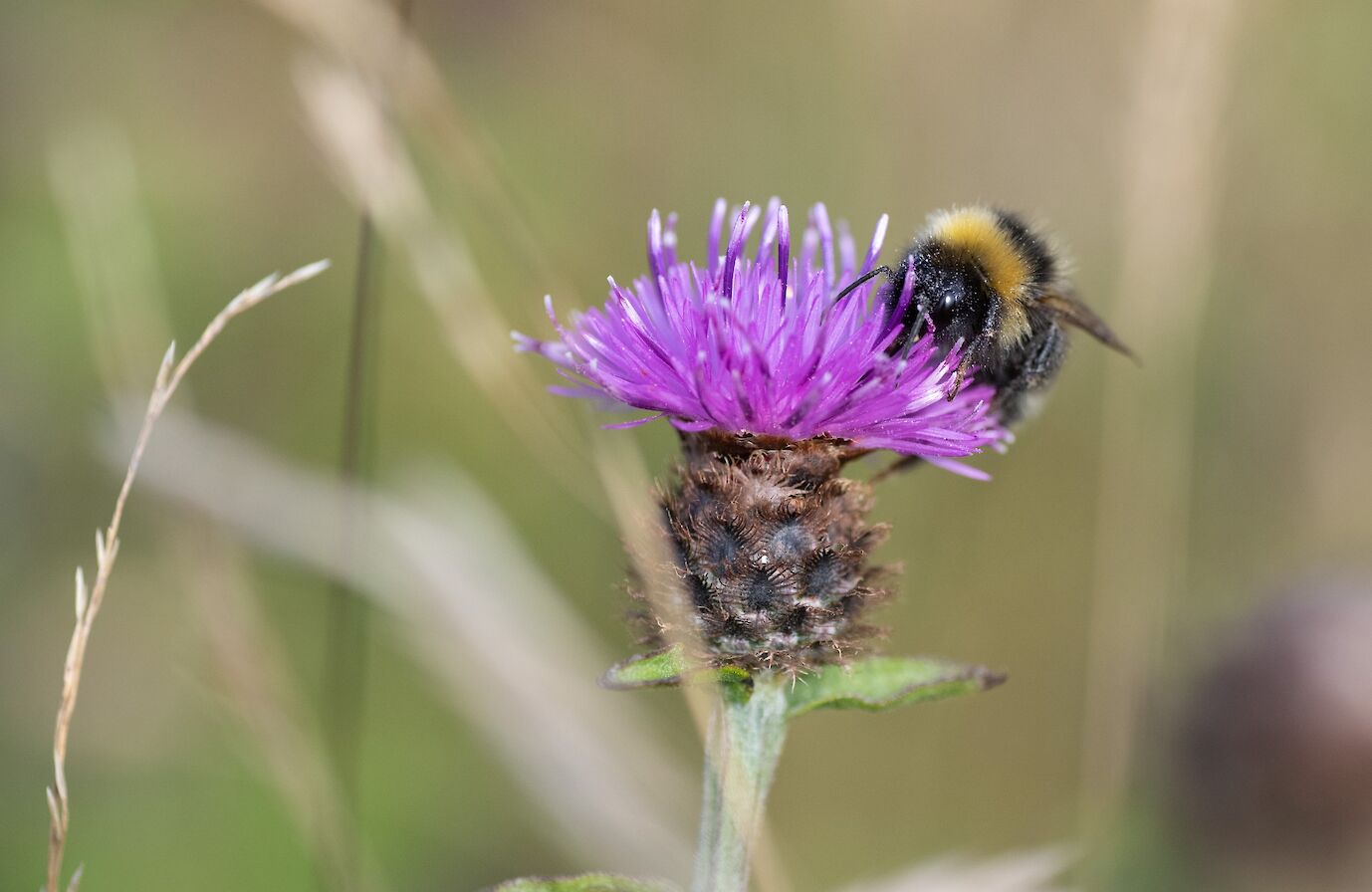 Bee on knapweed, Orkney - image by Raymond Besant