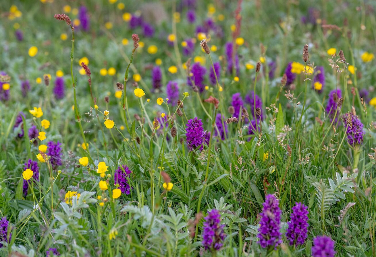Northern marsh orchids in Orkney - image by Raymond Besant