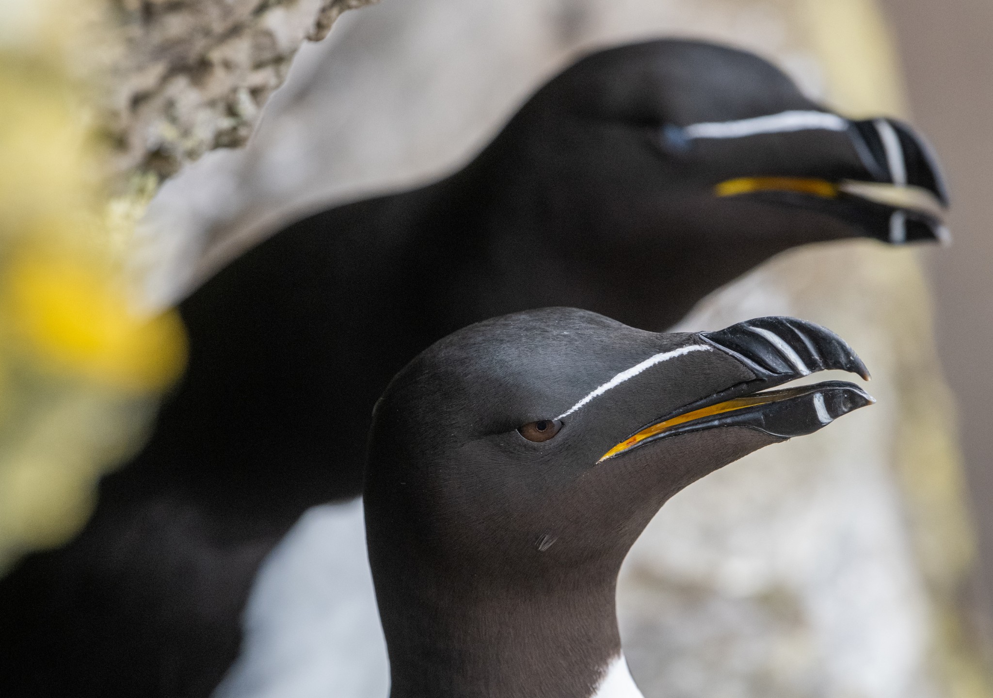 Razorbills on the cliffs in Orkney - image by Raymond Besant