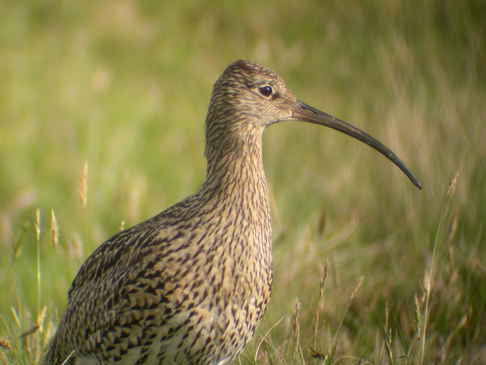 Orkney Native Wildlife Project | Orkney.com