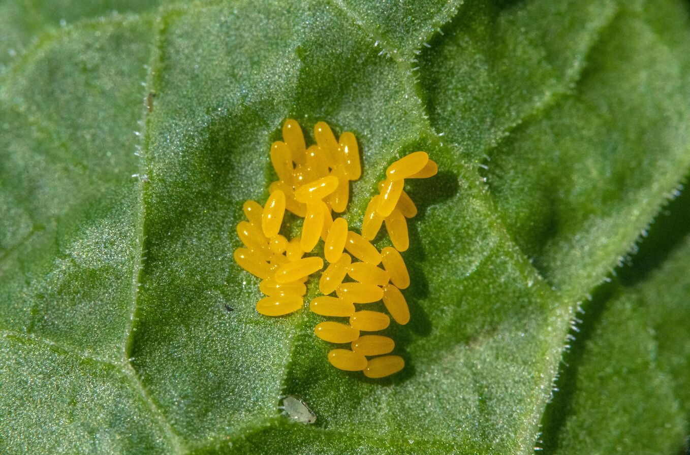 Green beetle eggs - image by Raymond Besant