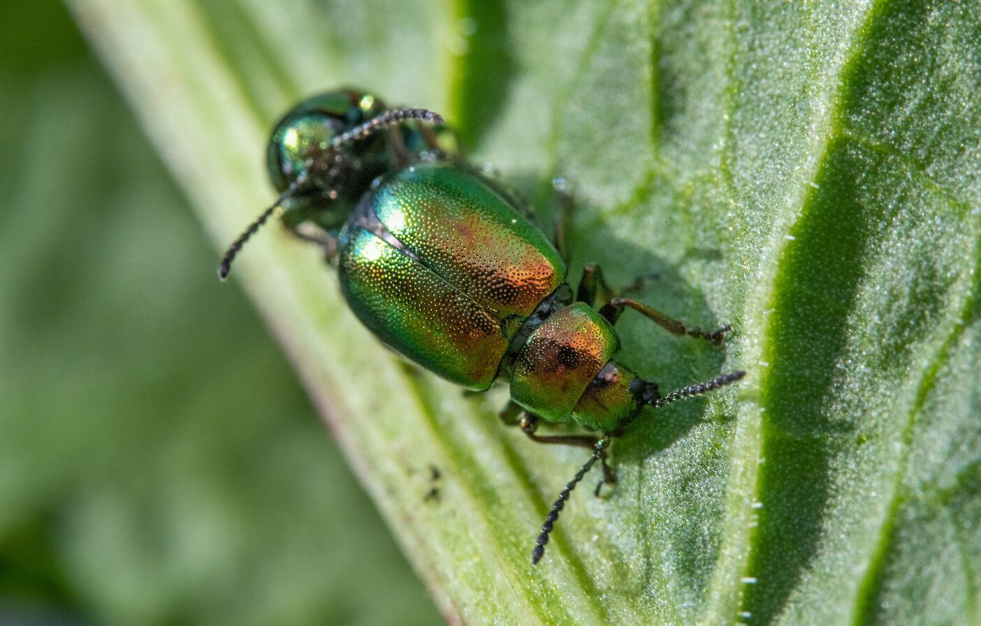 Green beetles in Orkney - image by Raymond Besant