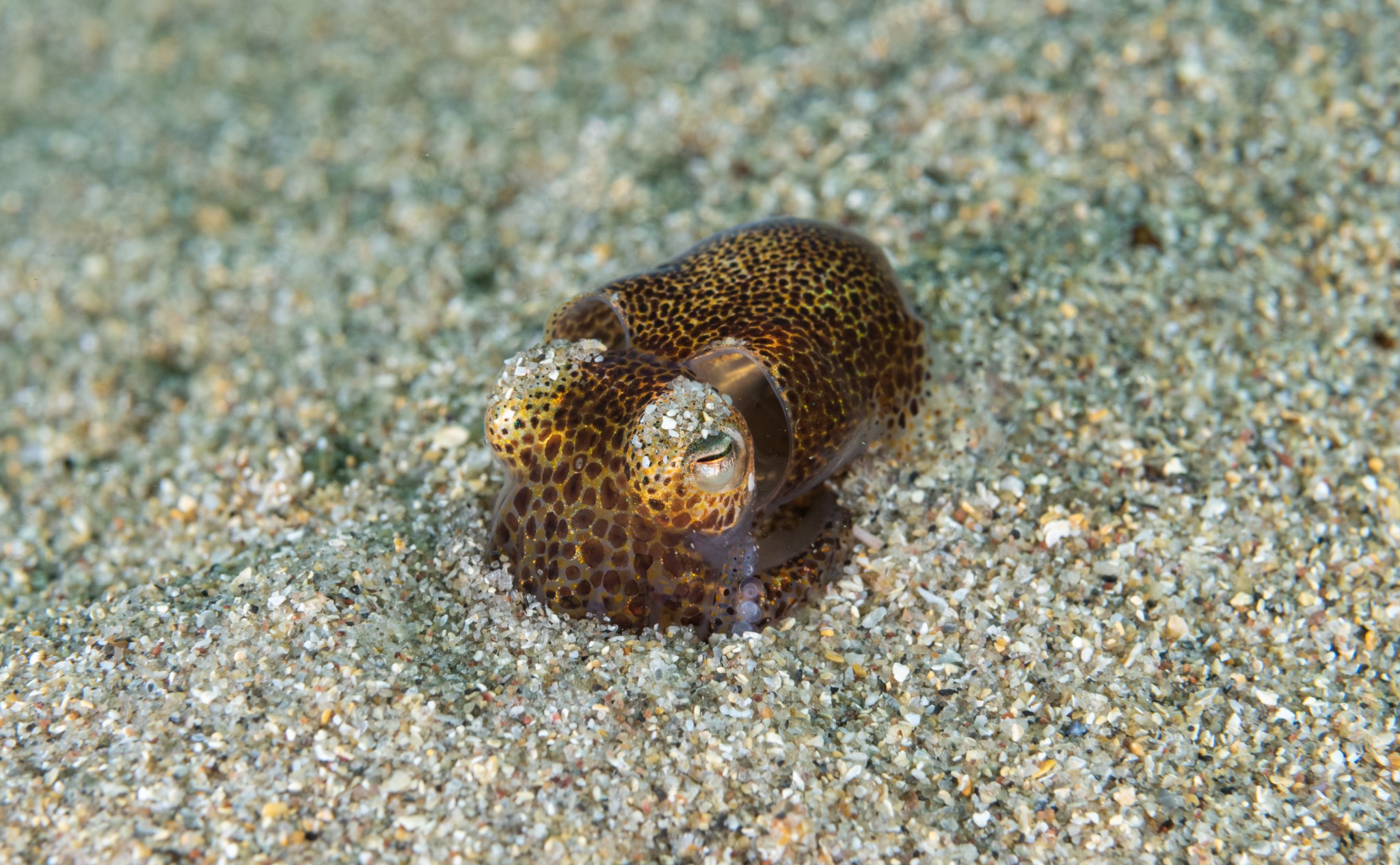 Baby cuttle in the sand - image by Raymond Besant