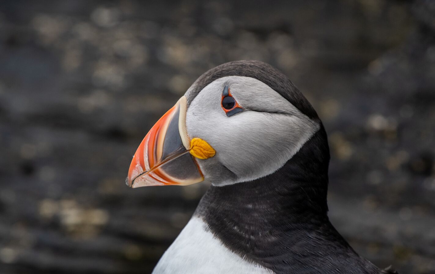 Puffin in Orkney - image by Raymond Besant