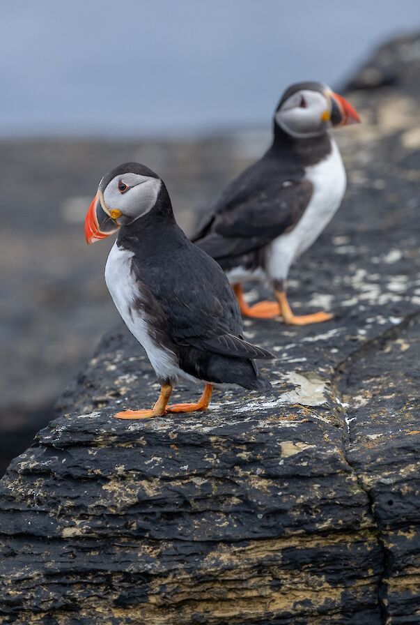 Puffins in Orkney - image by Raymond Besant