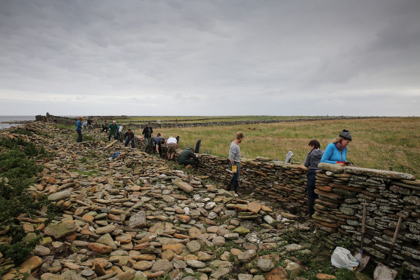 Rebuilding work on the North Ronaldsay sheep dyke as part of the festival