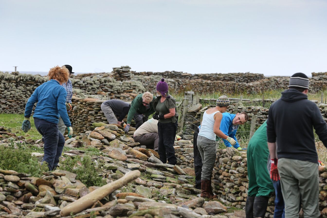 Rebuilding work on the North Ronaldsay sheep dyke as part of the festival