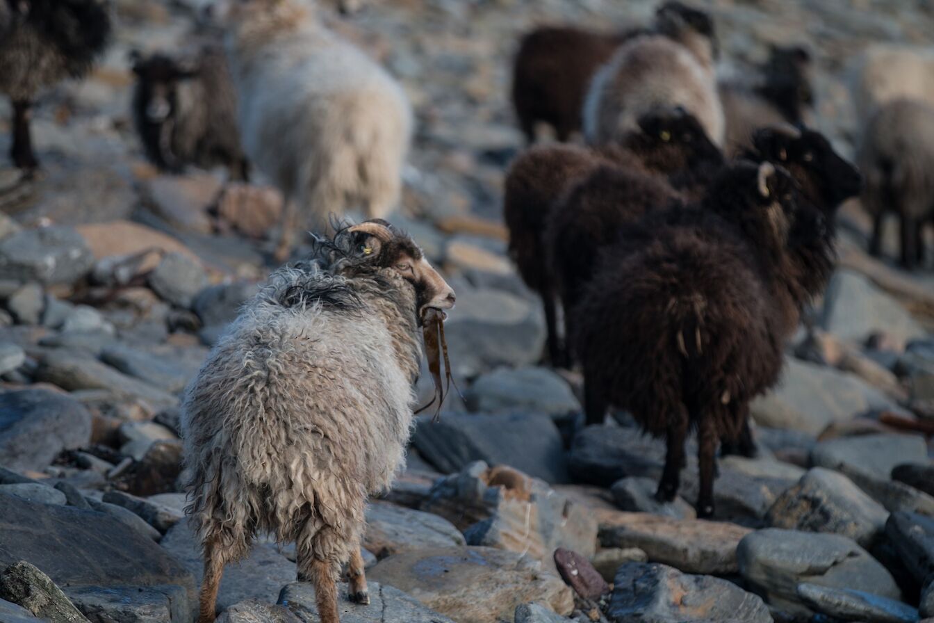 Some of the North Ronaldsay sheep flock