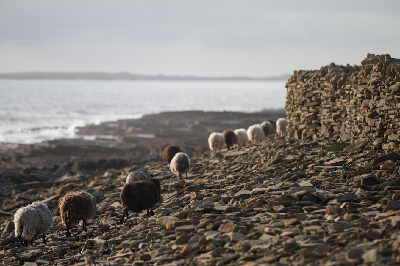 Some of the North Ronaldsay sheep flock and the sheep dyke