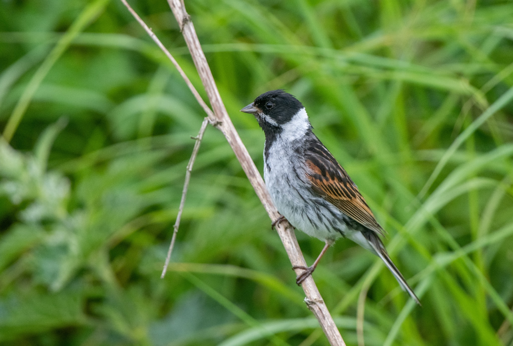 Reed bunting at Inganess, Orkney - image by Raymond Besant
