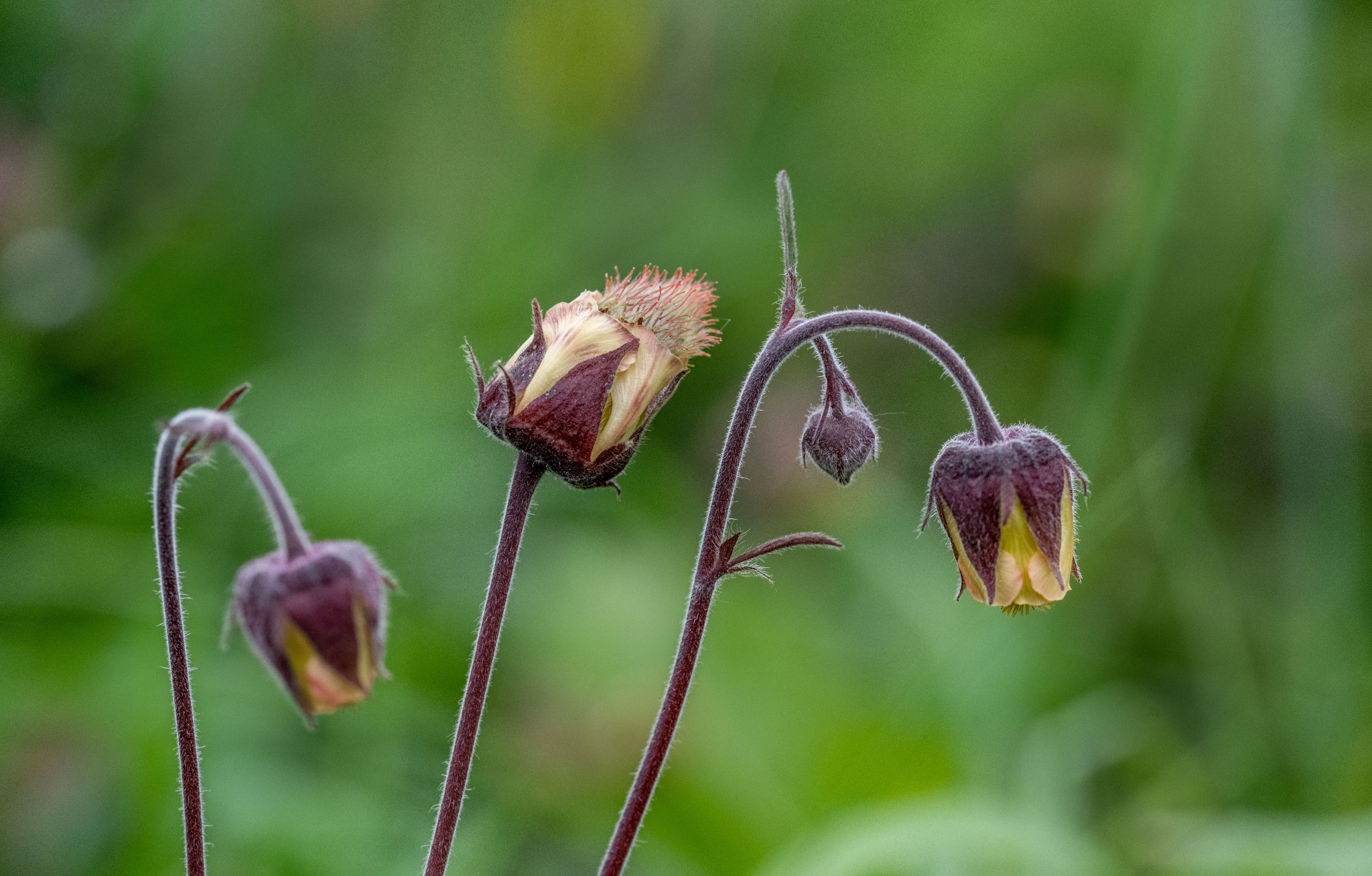 Water avens at Inganess, Orkney - image by Raymond Besant
