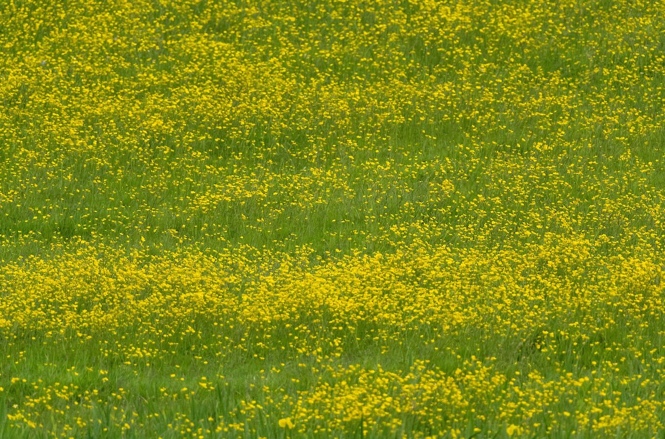Buttercups at Inganess, Orkney - image by Raymond Besant