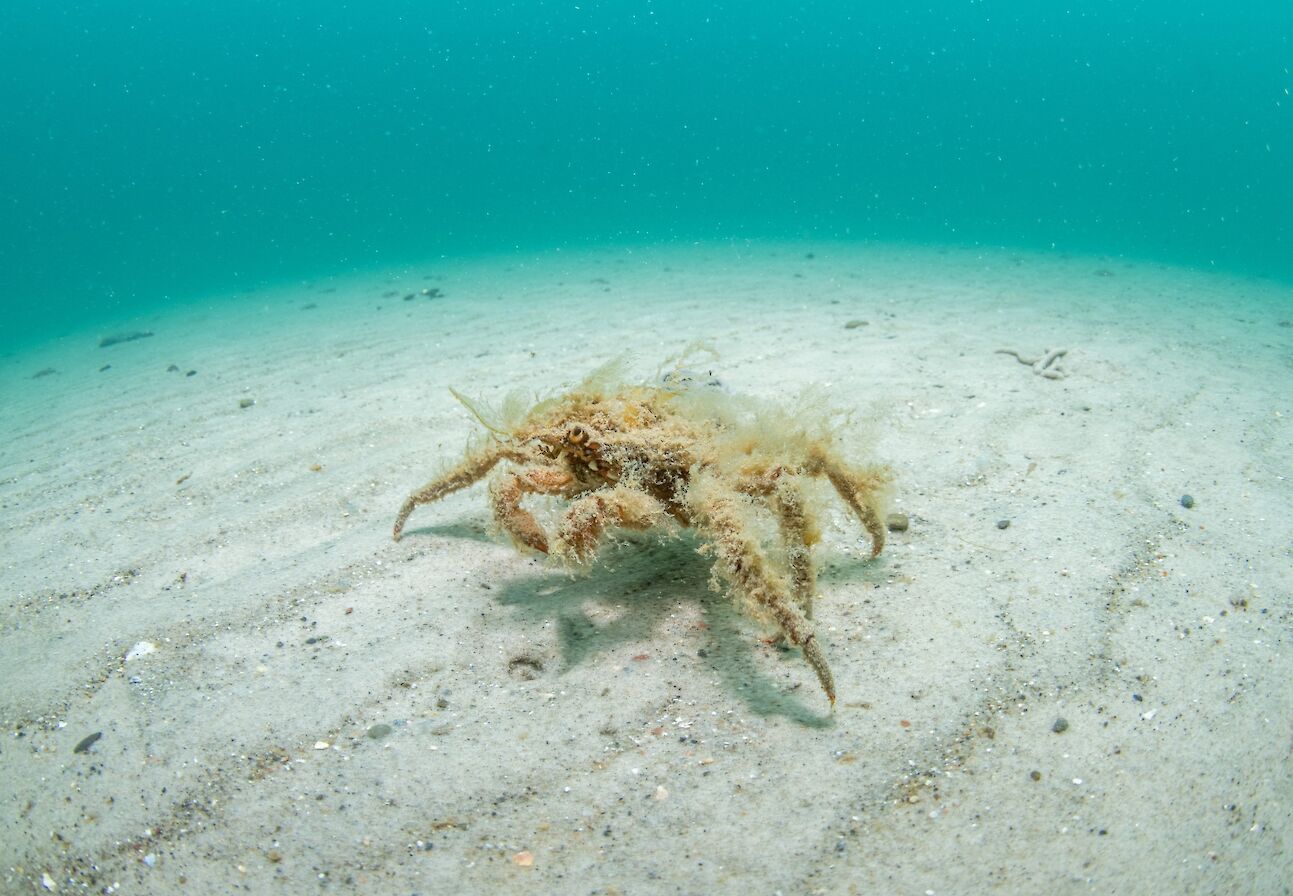 Spider crab at Inganess, Orkney - image by Raymond Besant