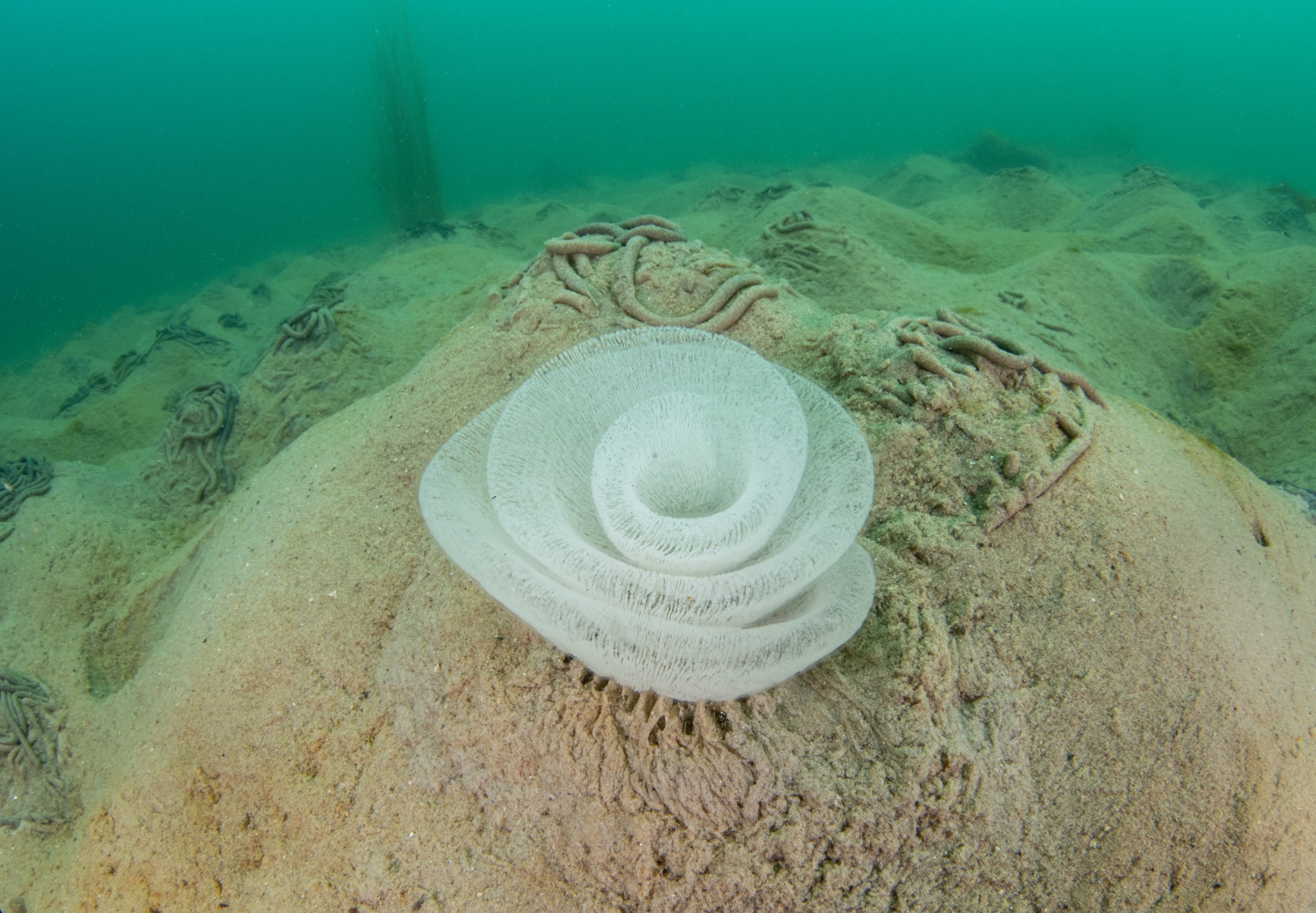 Sea slug egg spiral at Inganess, Orkney - image by Raymond Besant