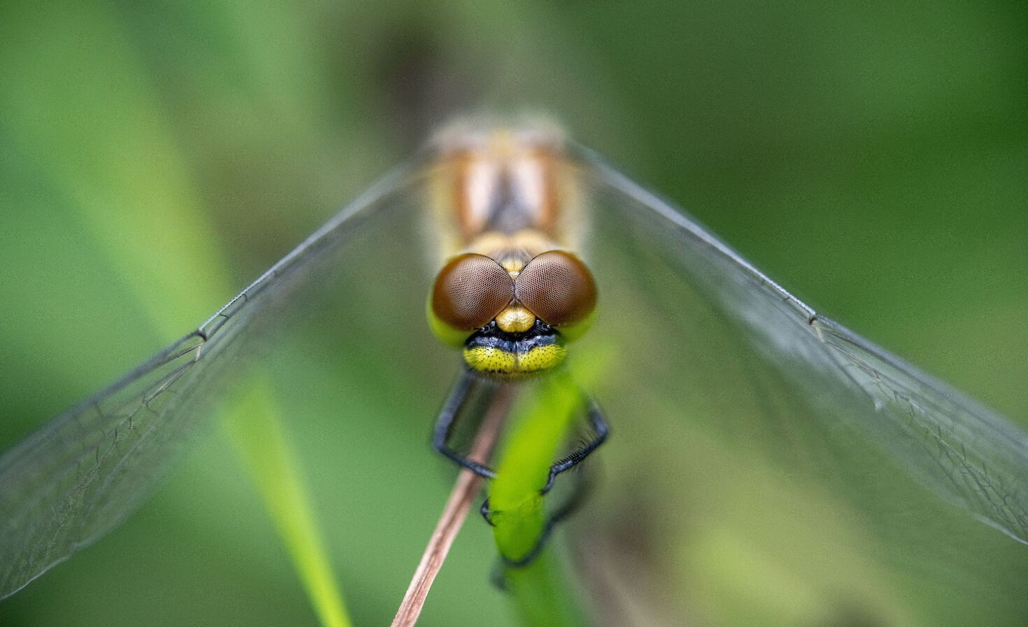 View of the compound eye of a dragonfly