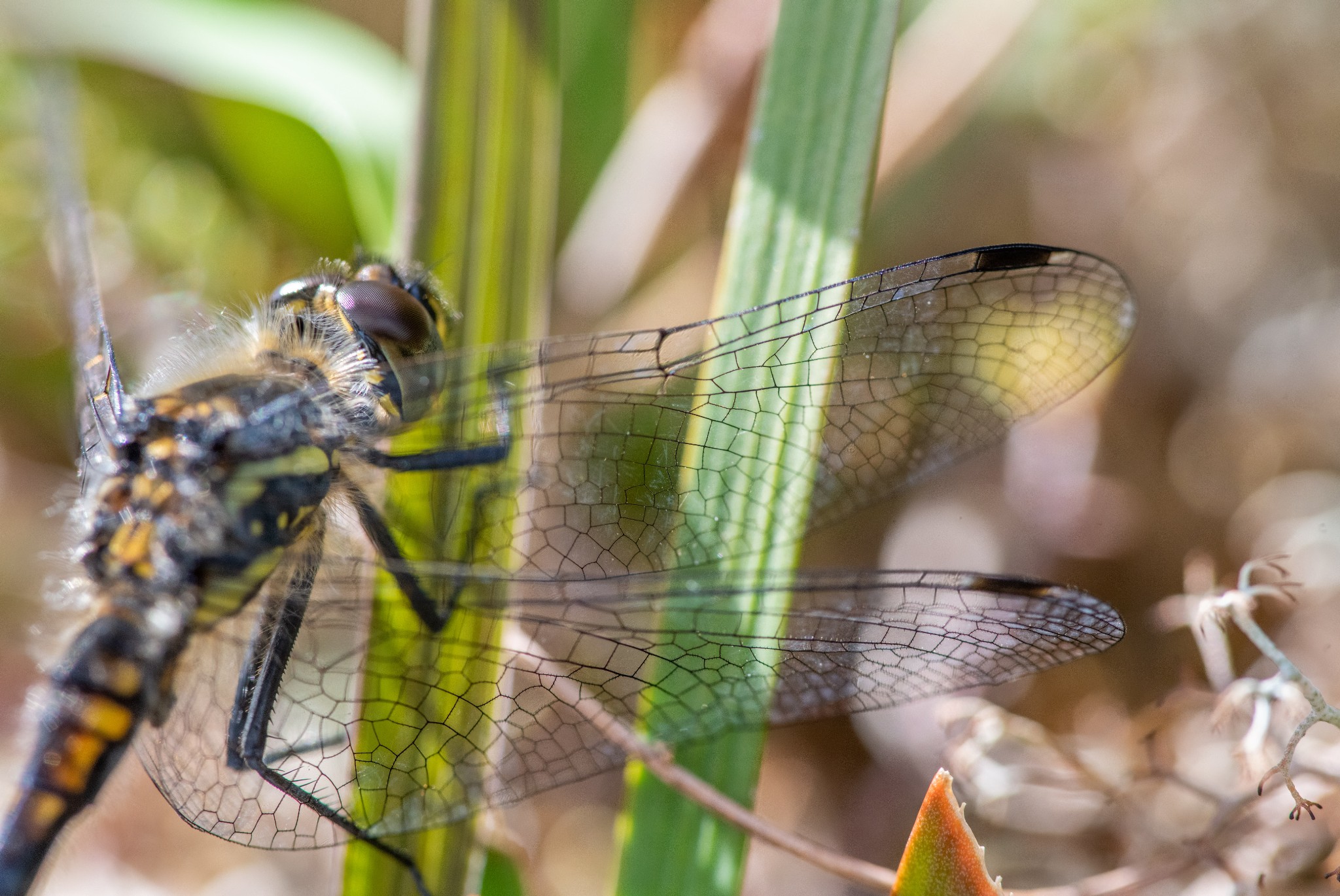 Wing detail of a black darter