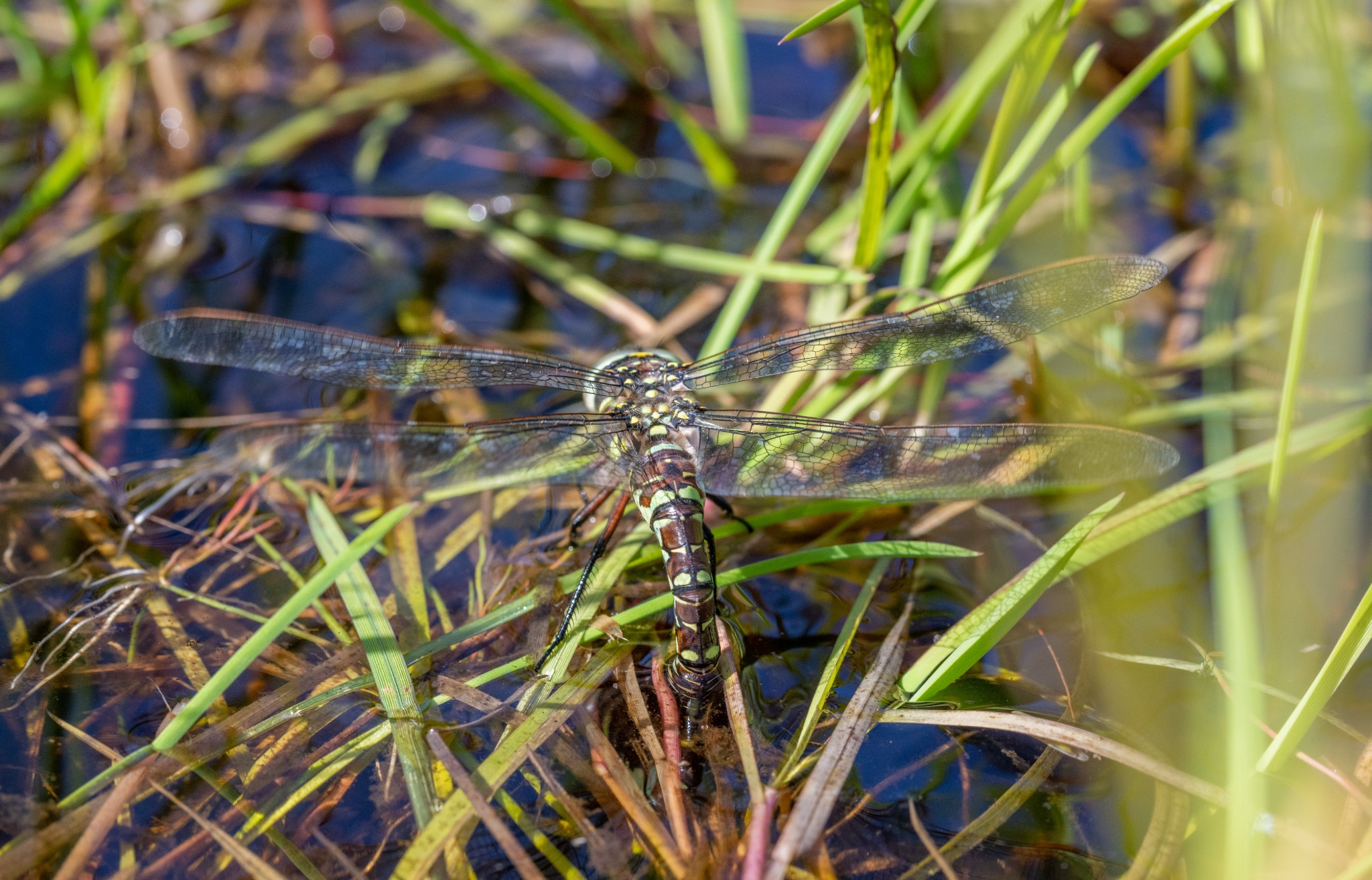 Common hawker dragonfly