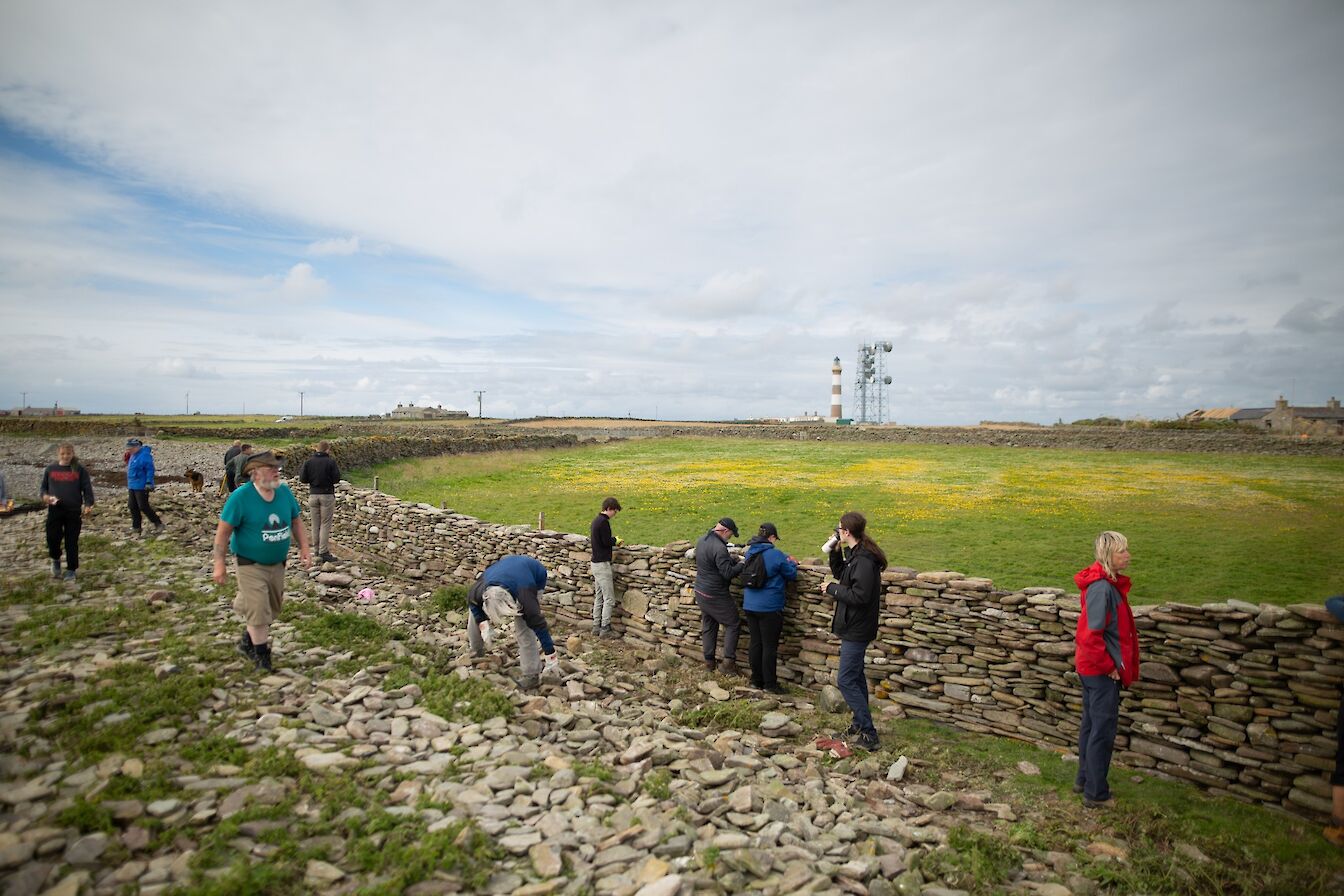 Volunteers rebuilding a section of the North Ronaldsay Sheep Dyke