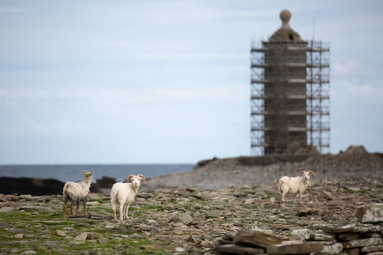 North Ronaldsay sheep with the island's Old Beacon in the background