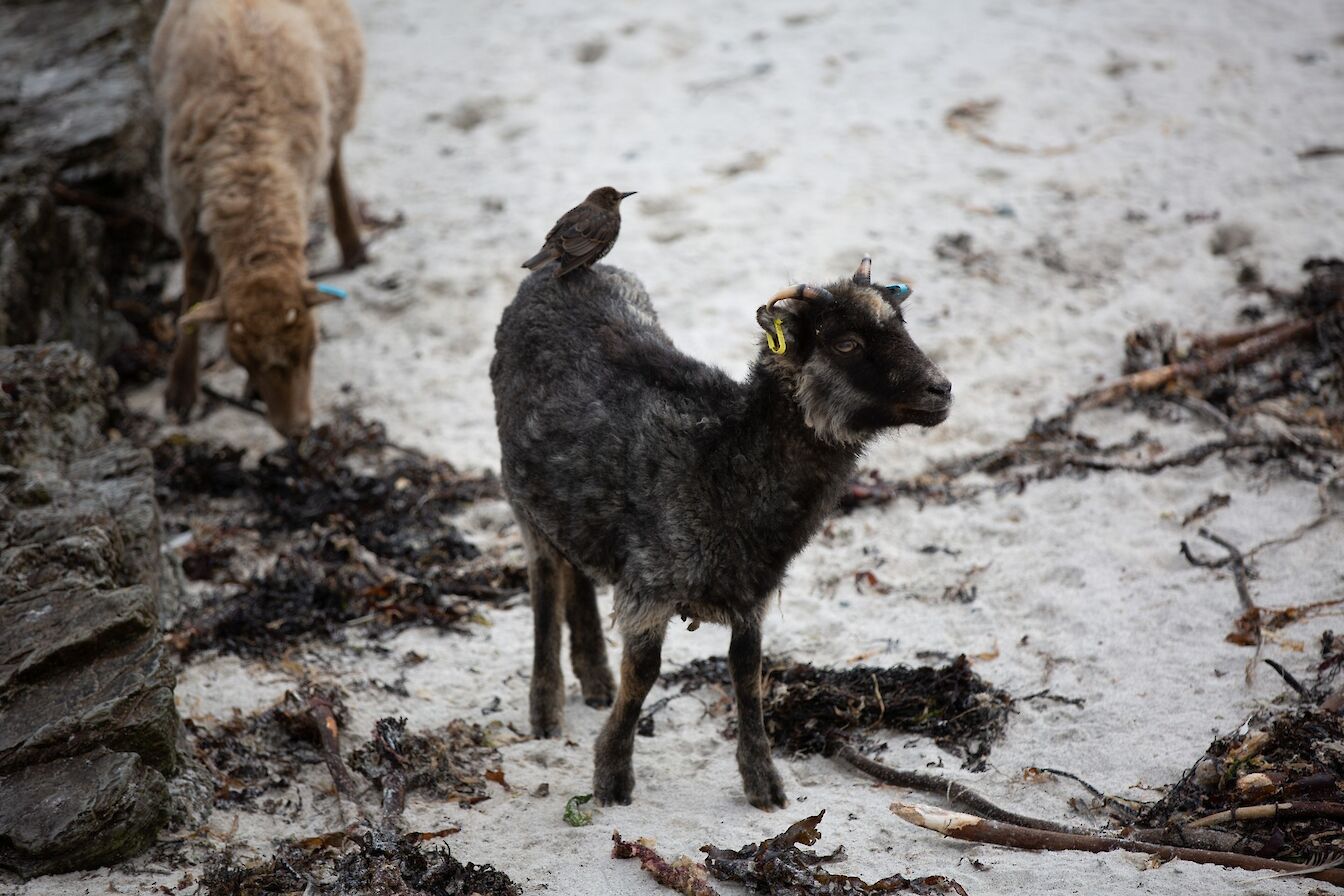 A North Ronaldsay lamb on the island shoreline