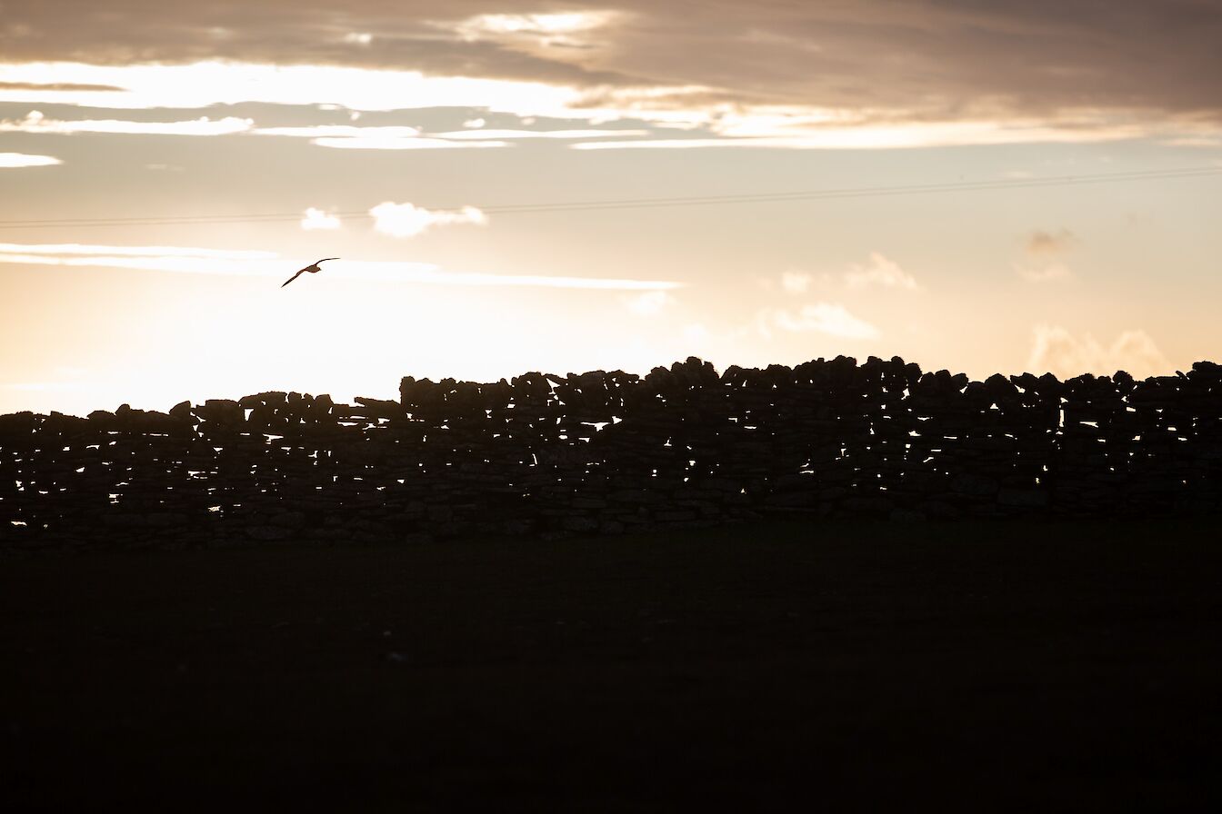 Sunset through the sheep dyke in North Ronaldsay