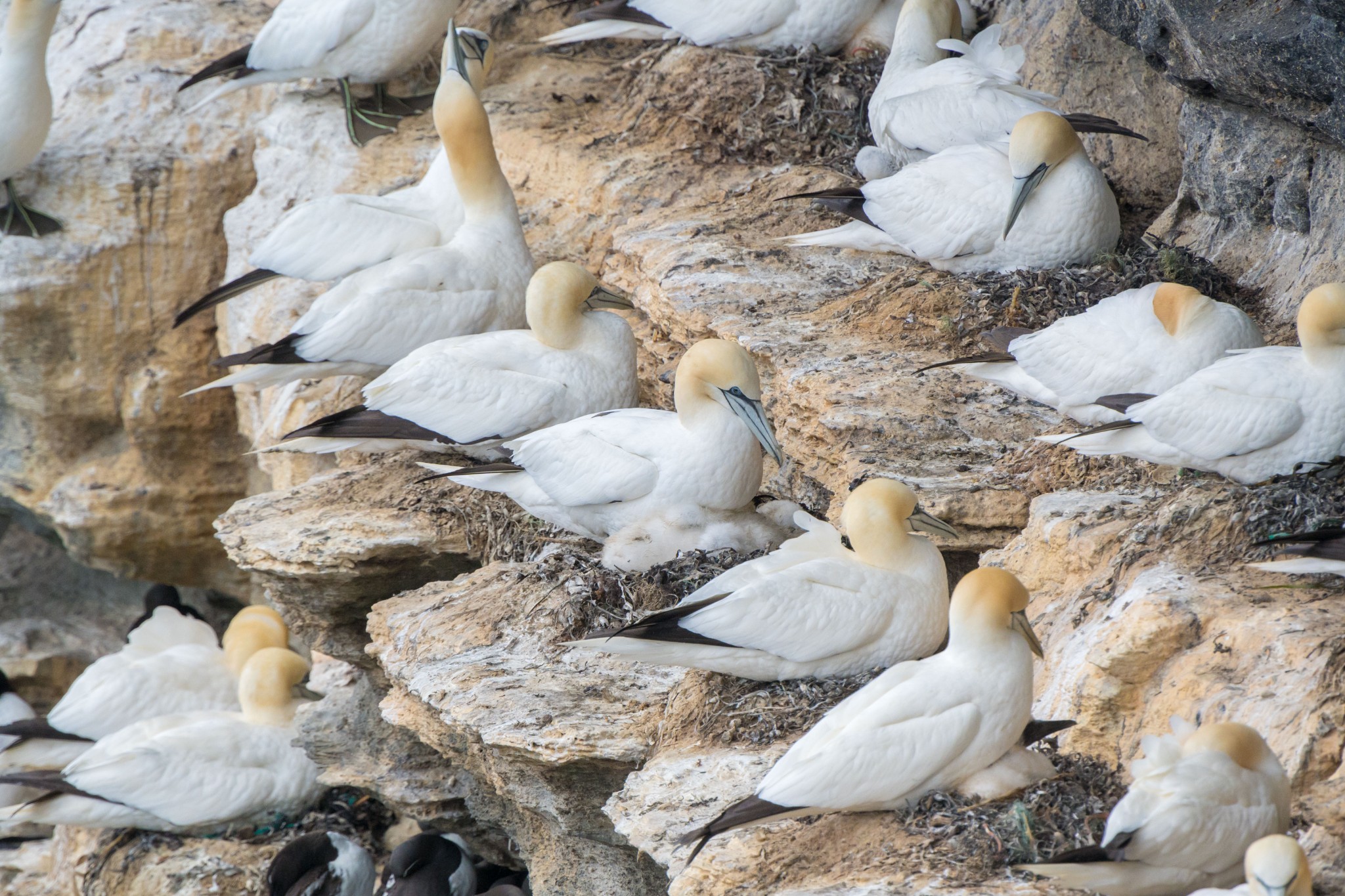 Gannet colony at Noup Head, Westray - image by Raymond Besant