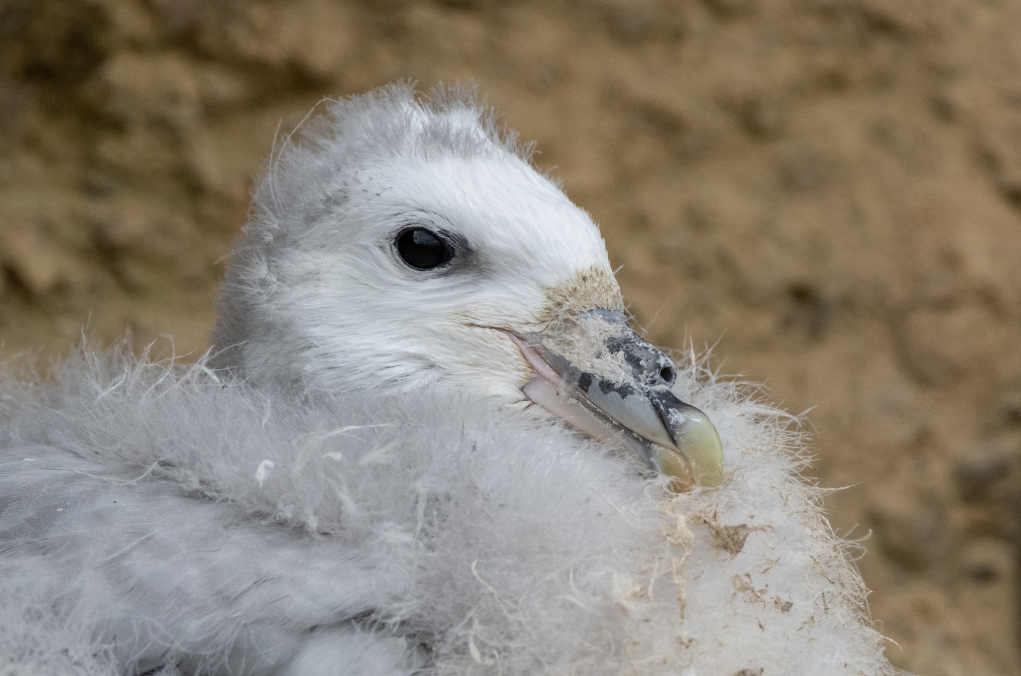 Fulmar chick in Orkney - image by Raymond Besant