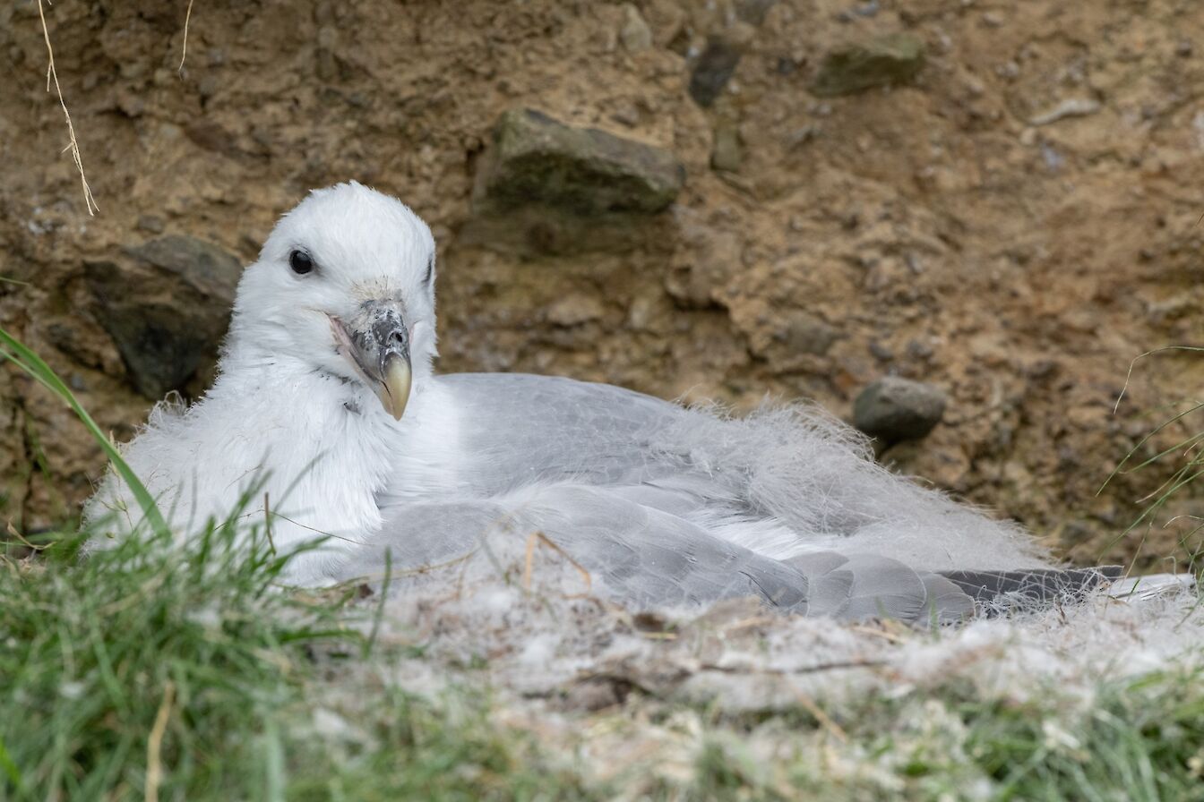 Fulmar on the cliffs in Orkney - image by Raymond Besant