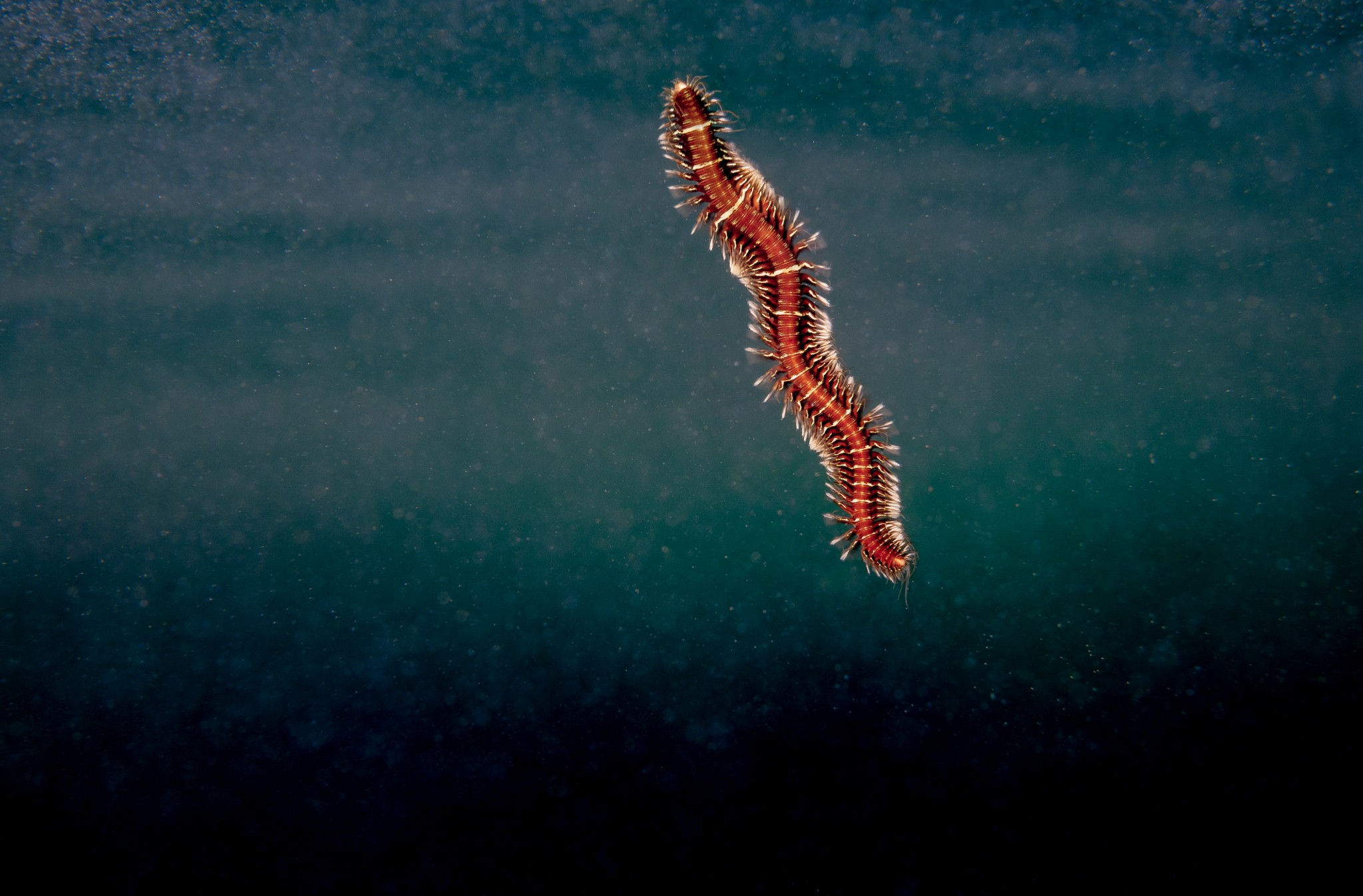 Polychete worm - image by Raymond Besant