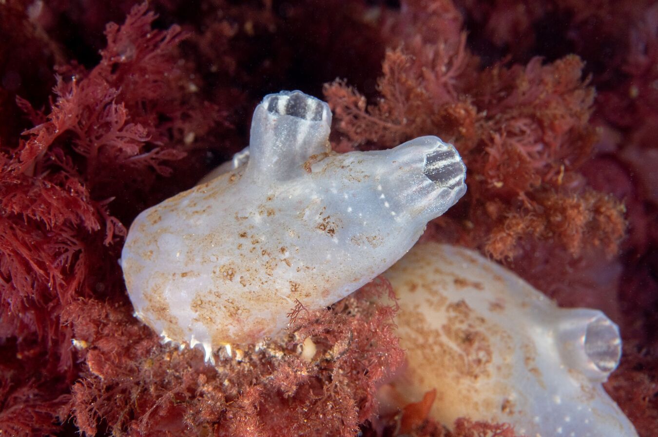 Sea squirt - image by Raymond Besant