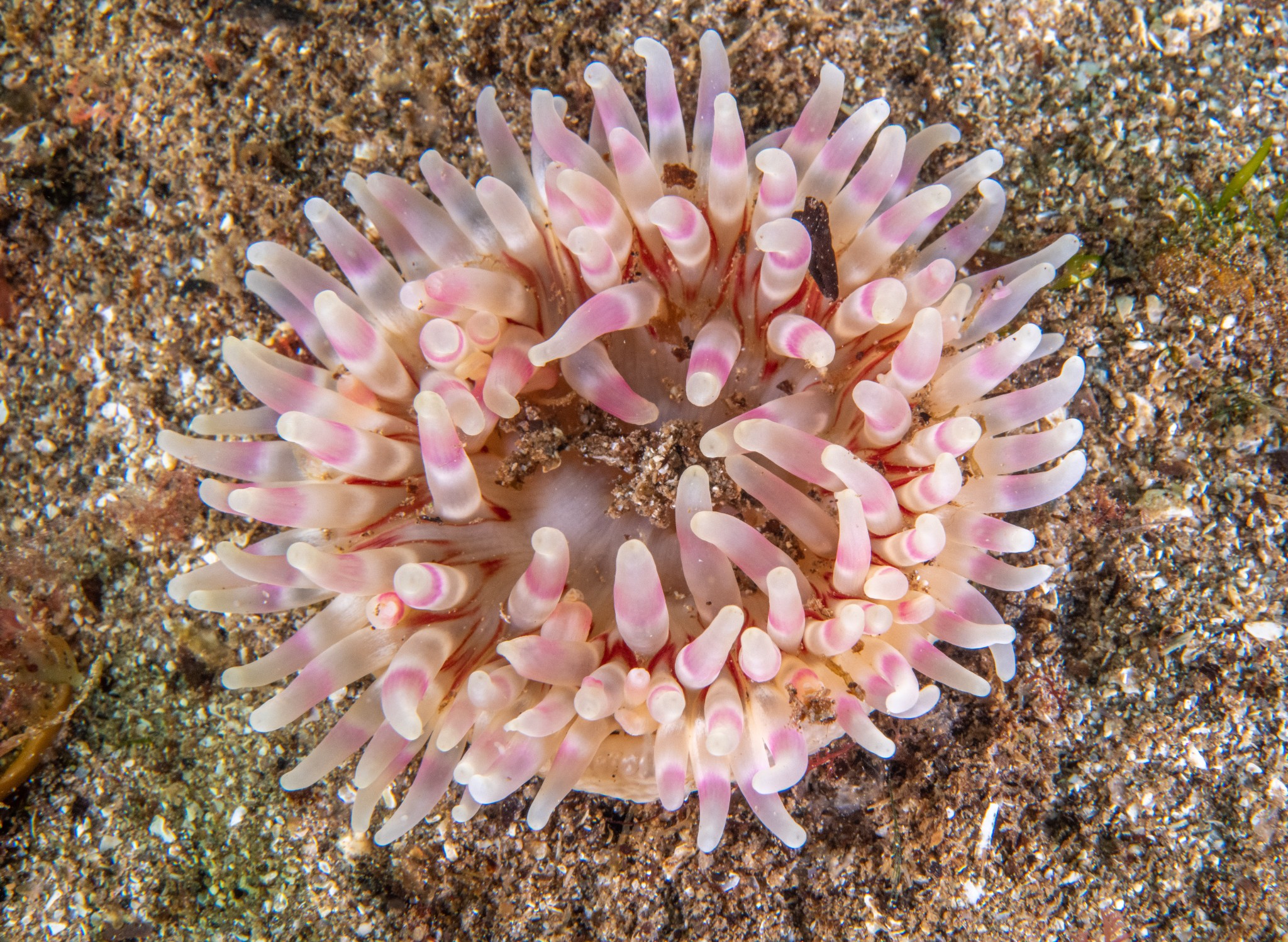Dahlia anemone - image by Raymond Besant