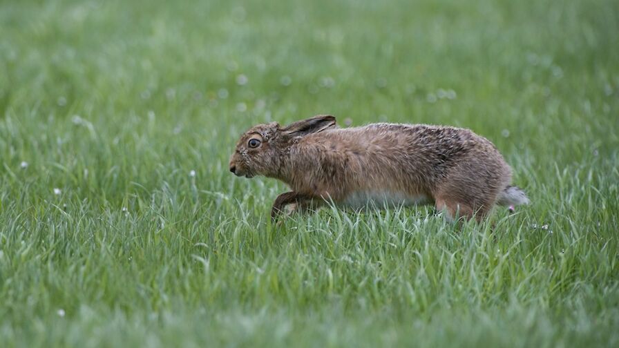 Orkney in Five - Wildlife | Orkney.com