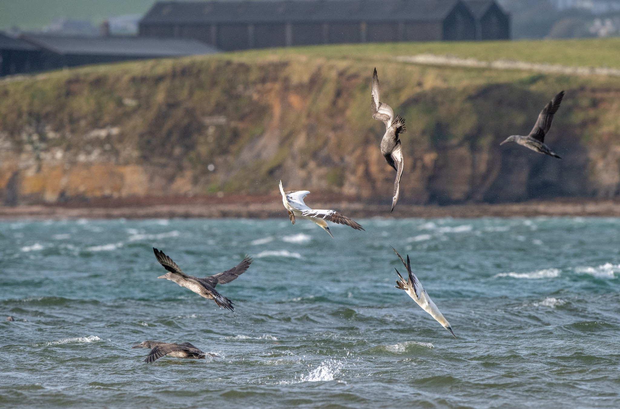 Gannets at Scapa, Orkney - image by Raymond Besant