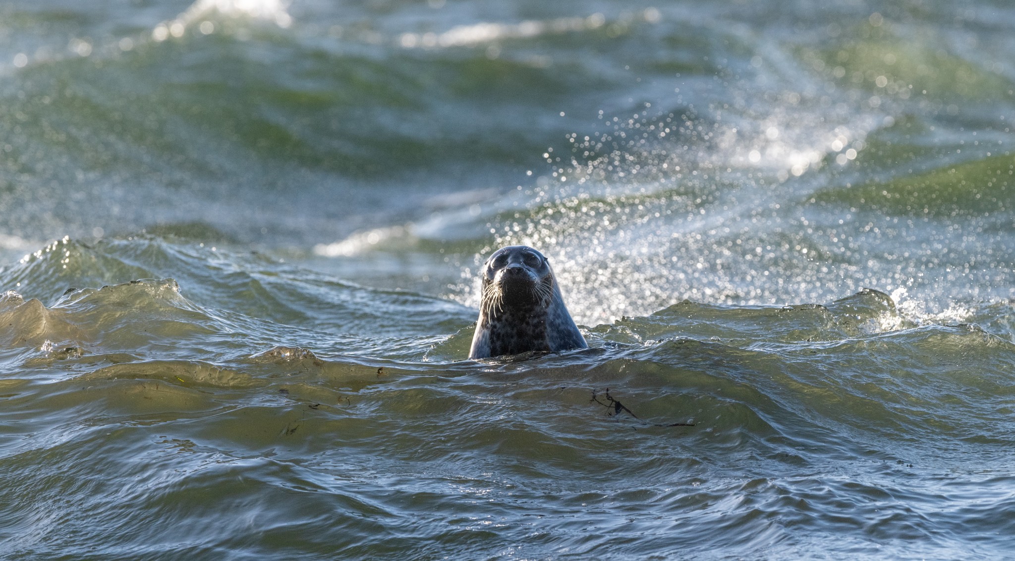 Harbour seal at Scapa, Orkney - image by Raymond Besant