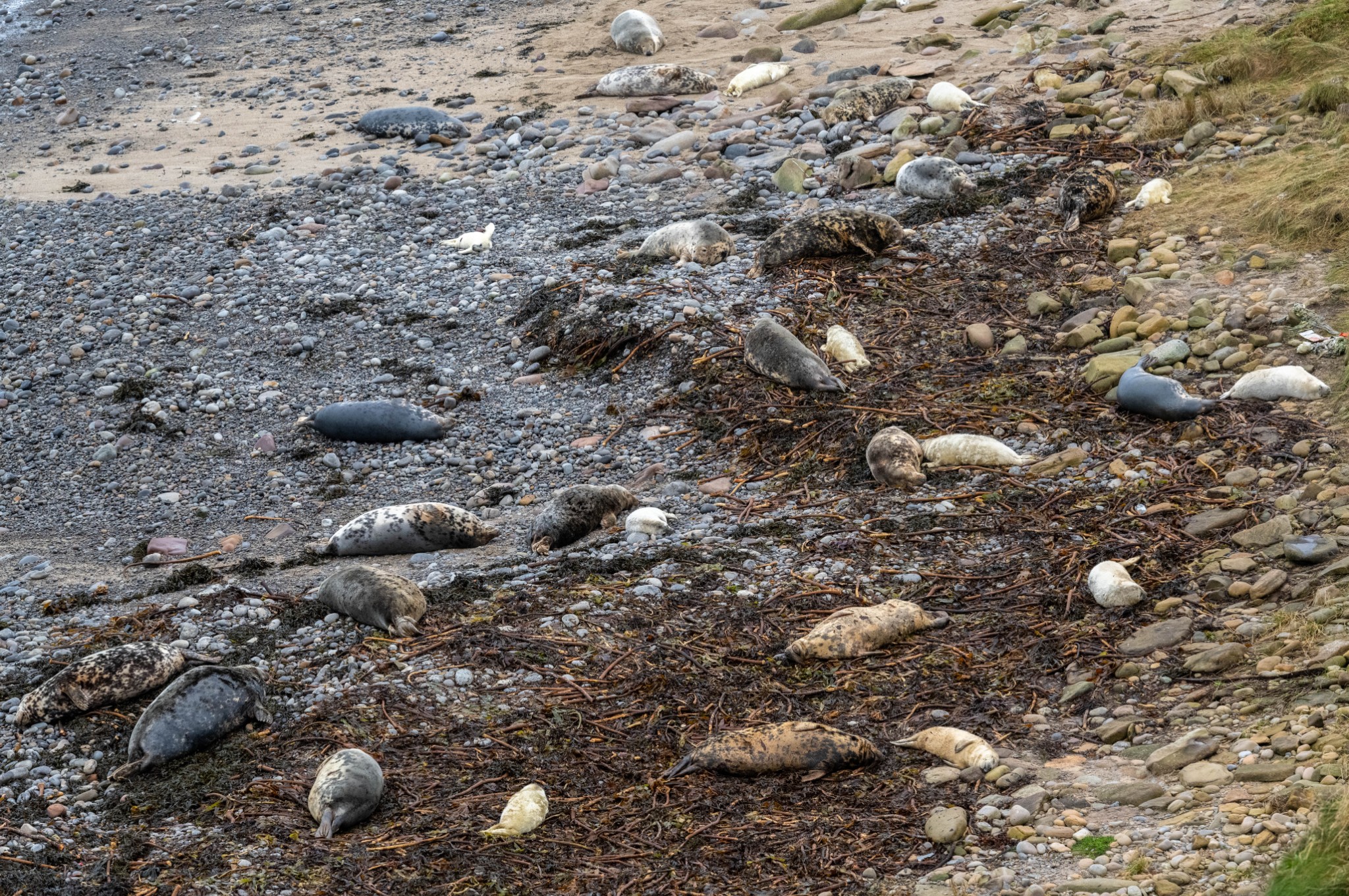 Grey seals and their pups in Orkney - image by Raymond Besant