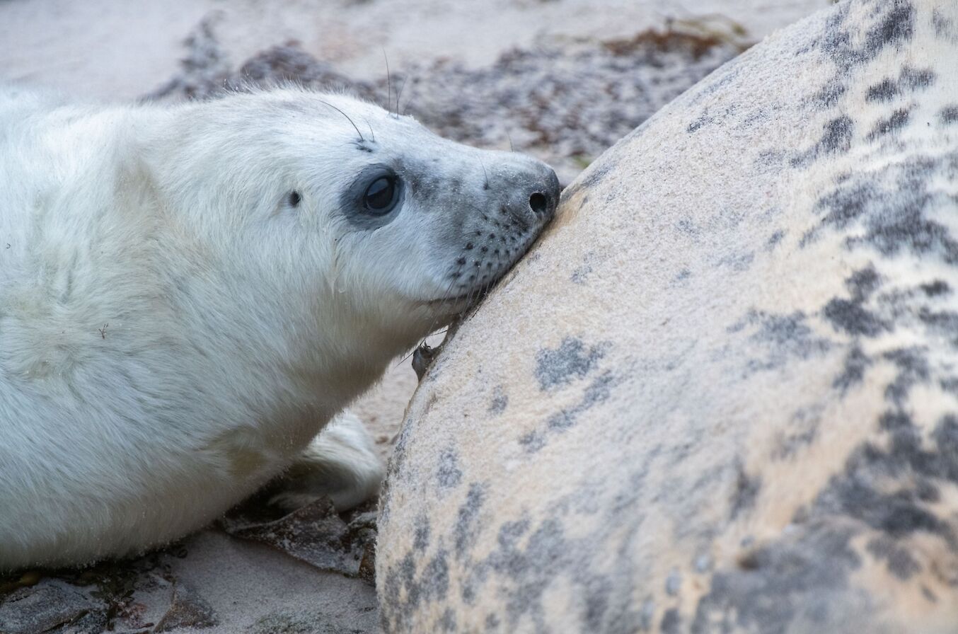 Grey seal pup suckling in Orkney - image by Raymond Besant