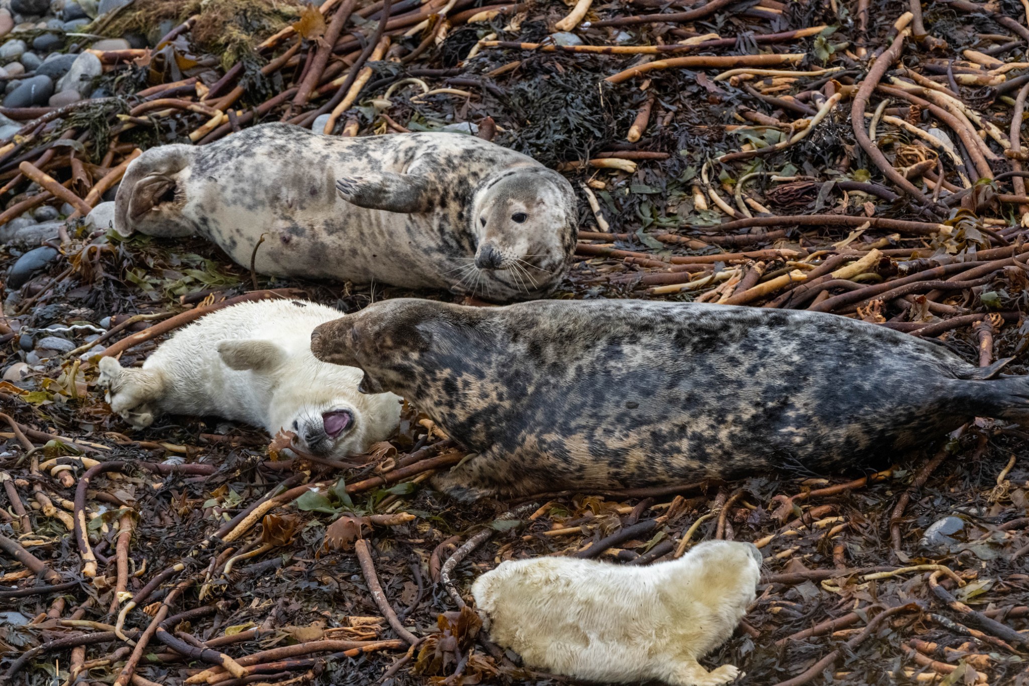 Grey seals and their pups in Orkney - image by Raymond Besant