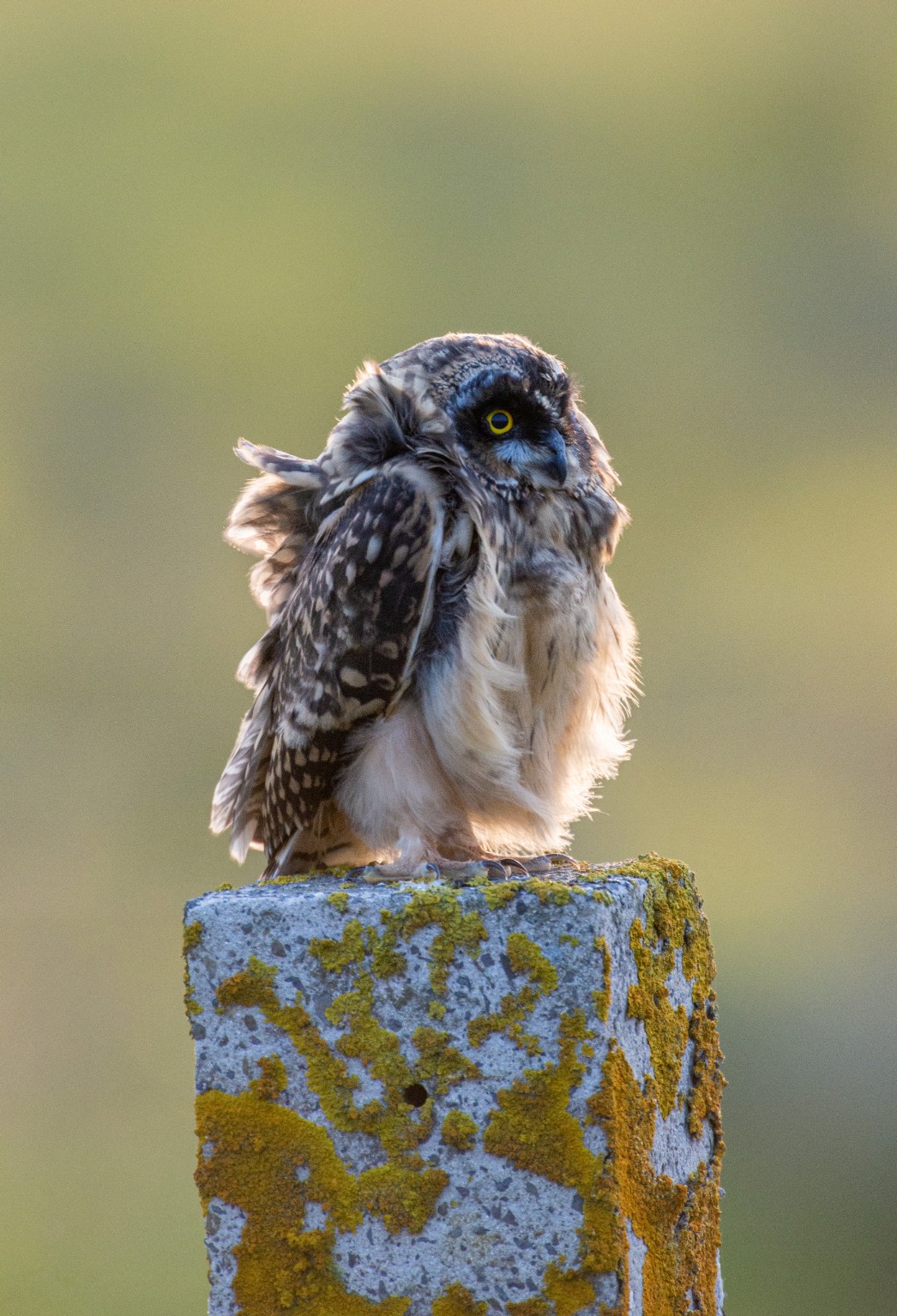 Short eared owl in Orkney - image by Raymond Besant