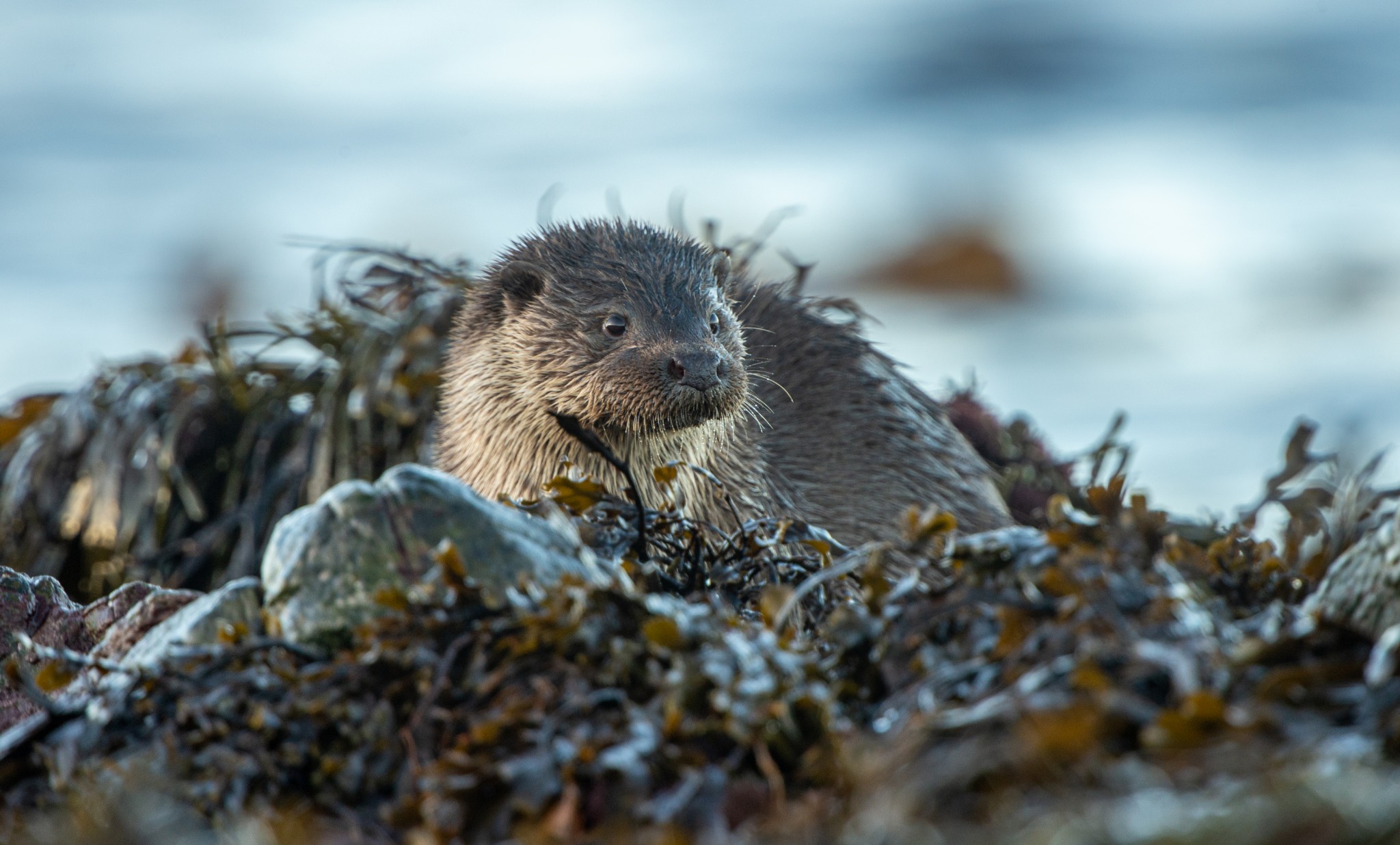 Otter in Orkney - image by Raymond Besant