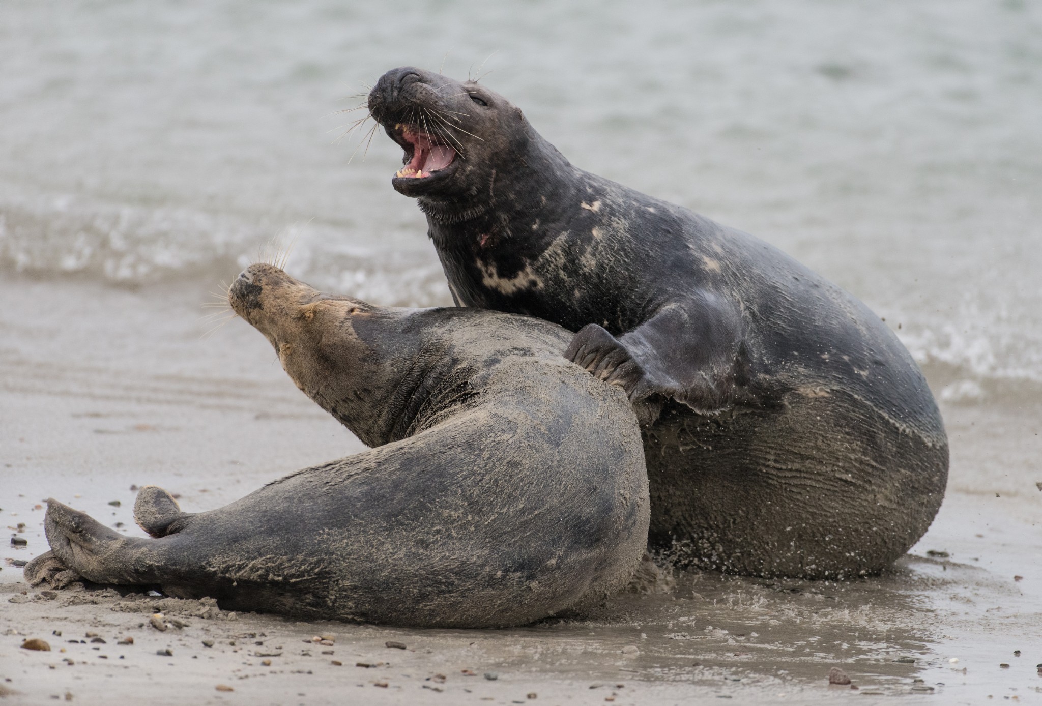 Grey seals in Orkney - image by Raymond Besant
