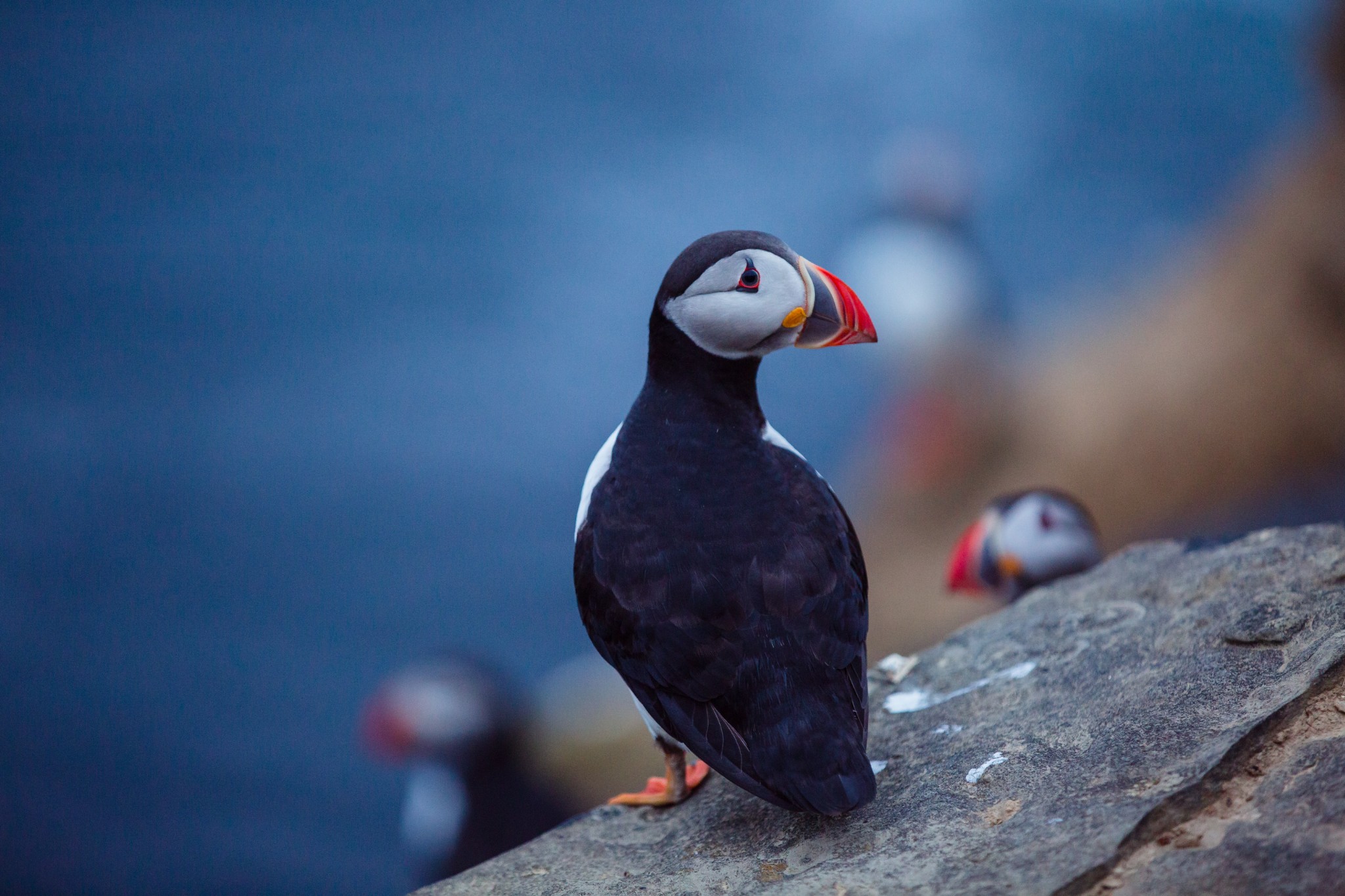 Puffins in Orkney