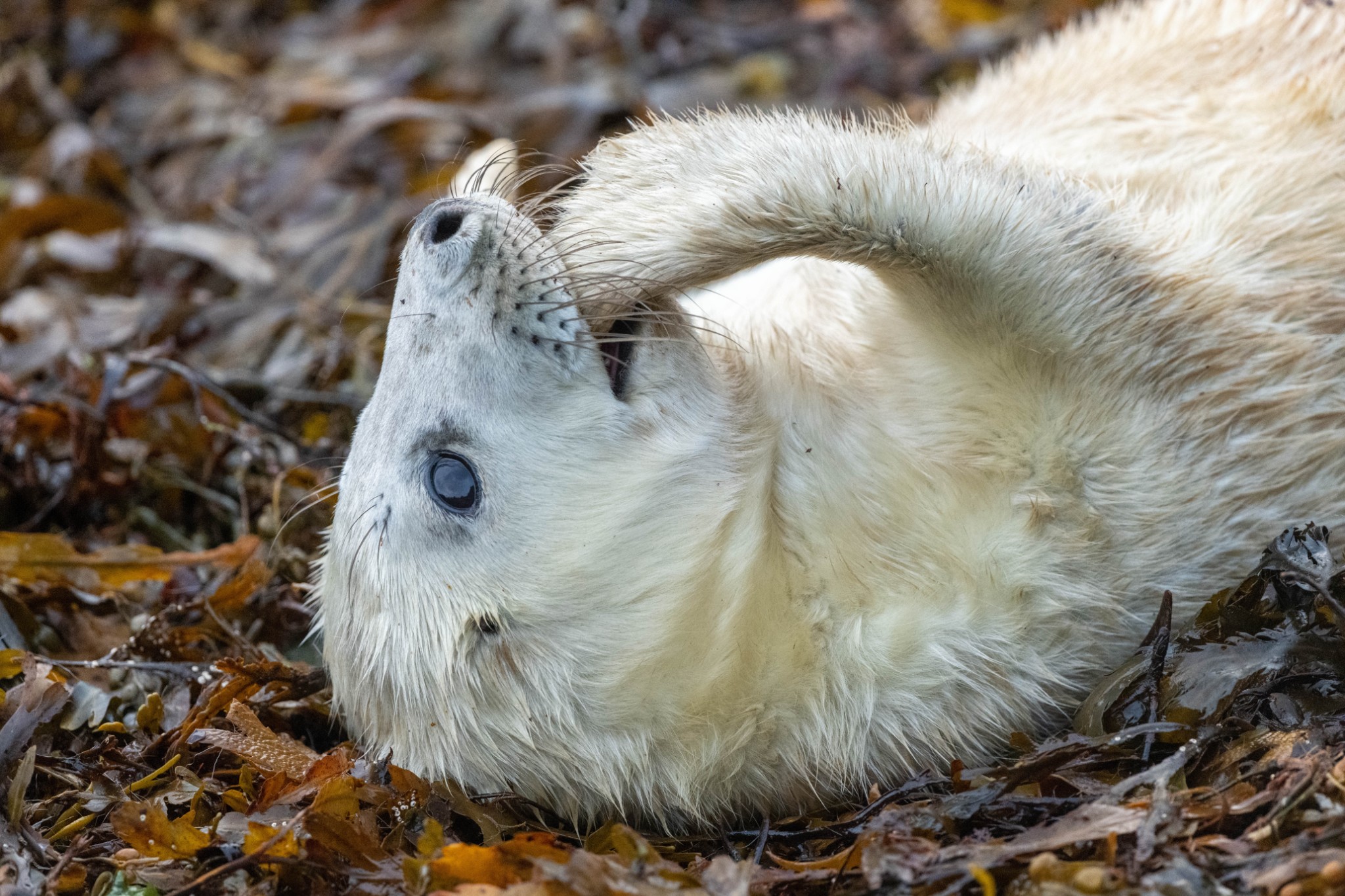 Grey seal in Orkney - image by Raymond Besant