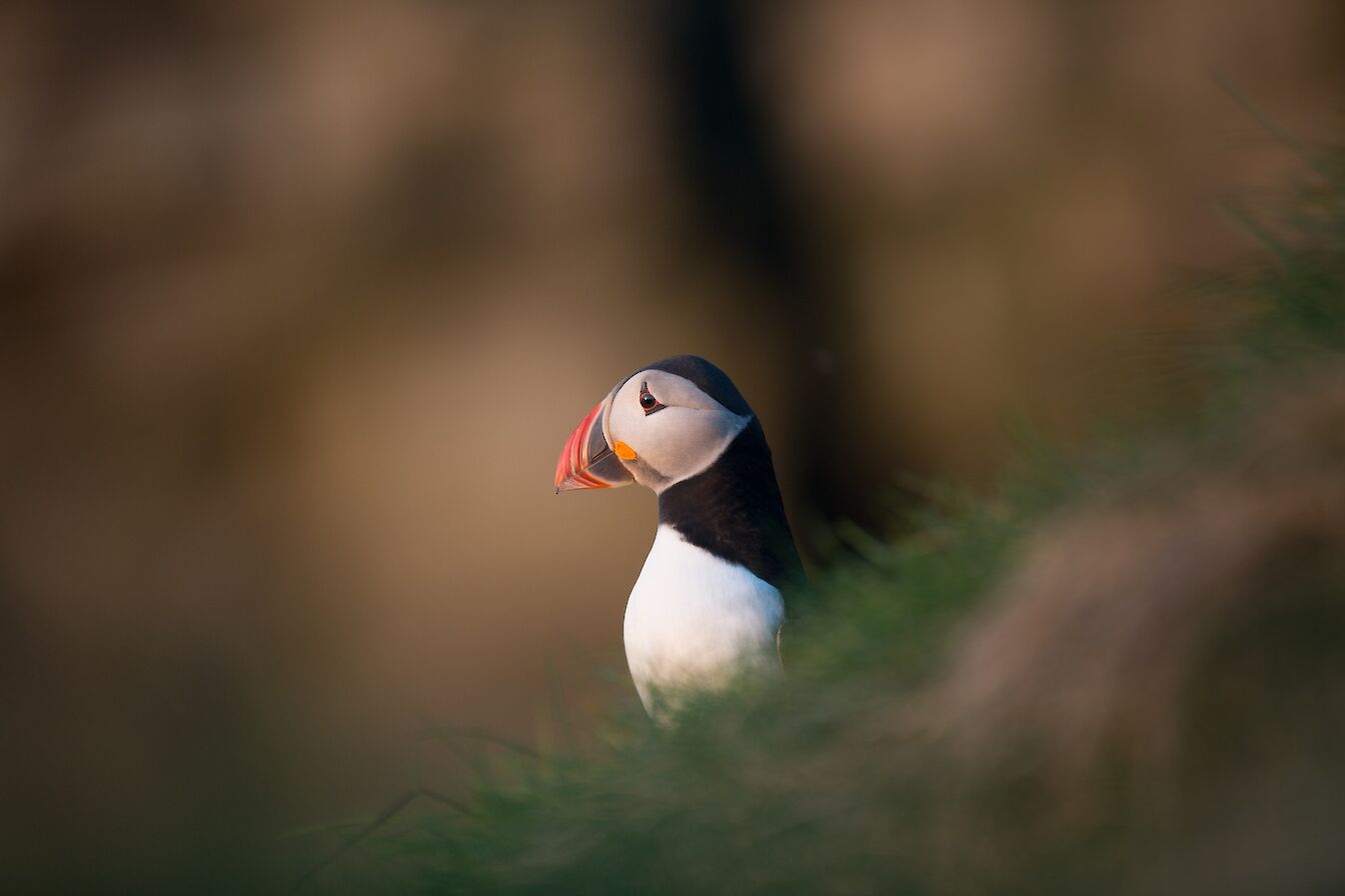 Puffin, Orkney