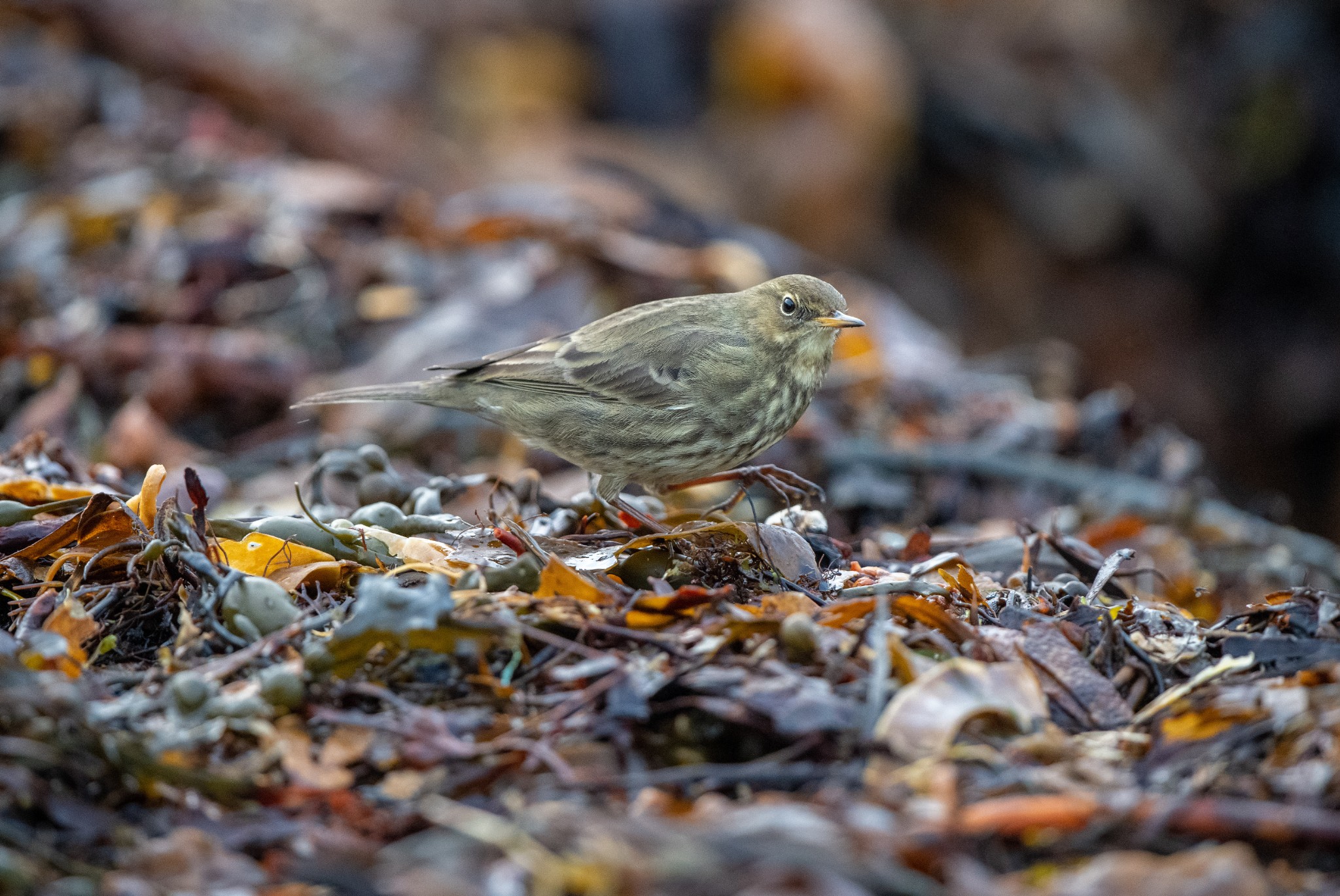 Rock pipit in Orkney - image by Raymond Besant