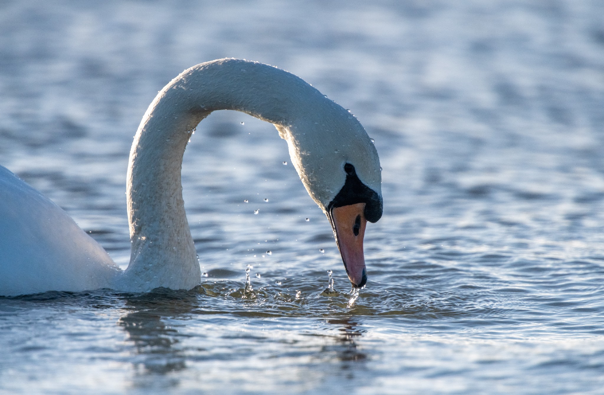 Mute swan in Orkney - image by Raymond Besant