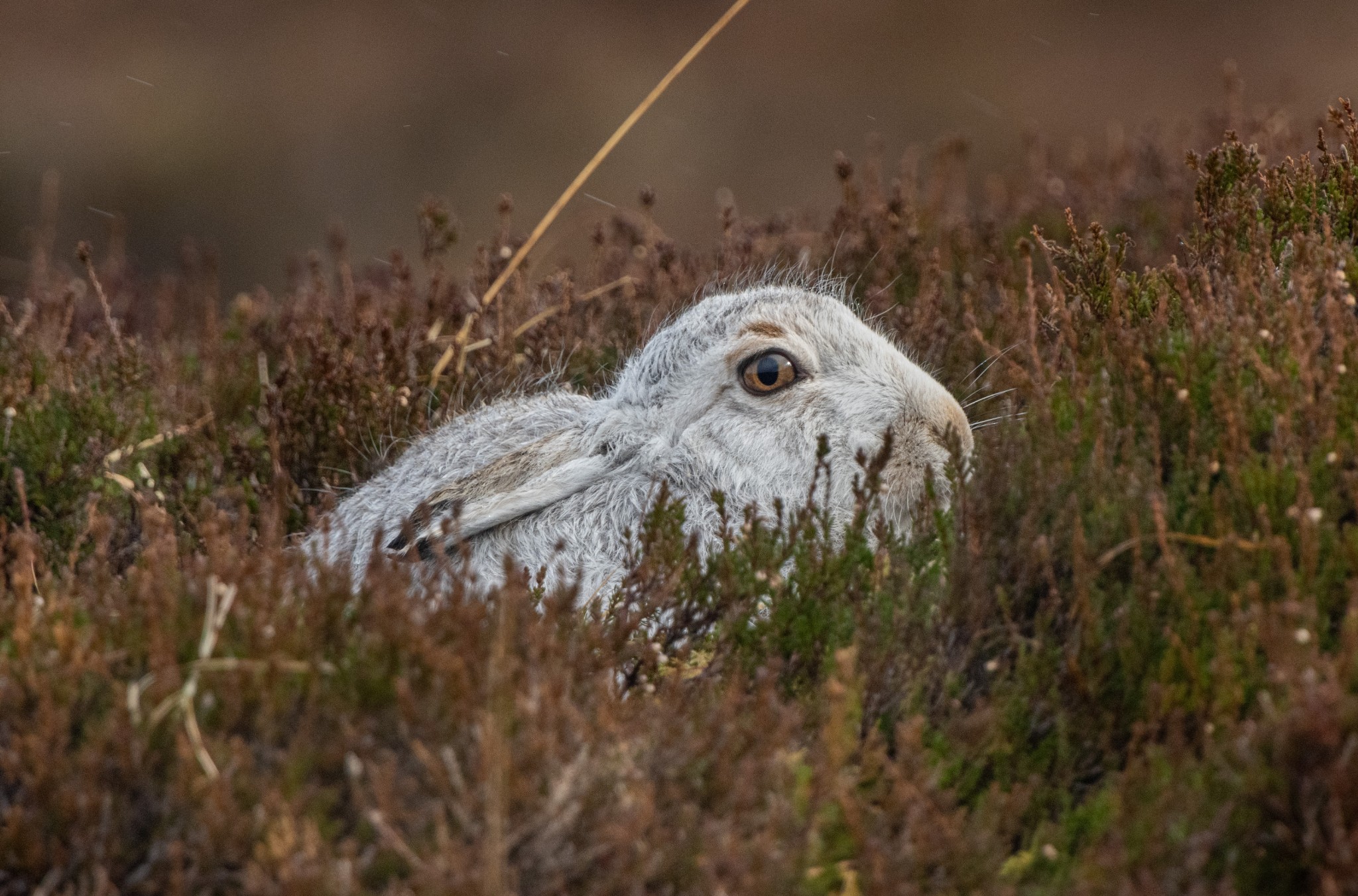 Mountain hare in Hoy, Orkney - image by Raymond Besant
