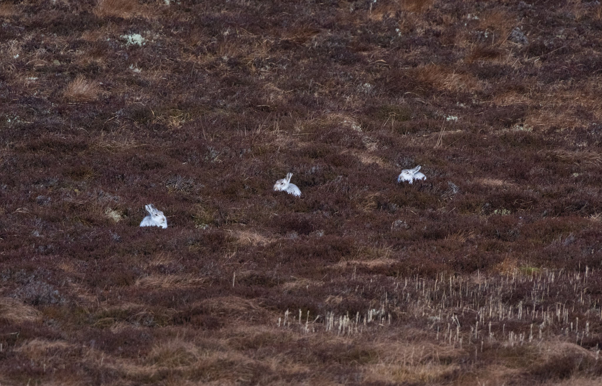Mountain hares in Hoy, Orkney - image by Raymond Besant