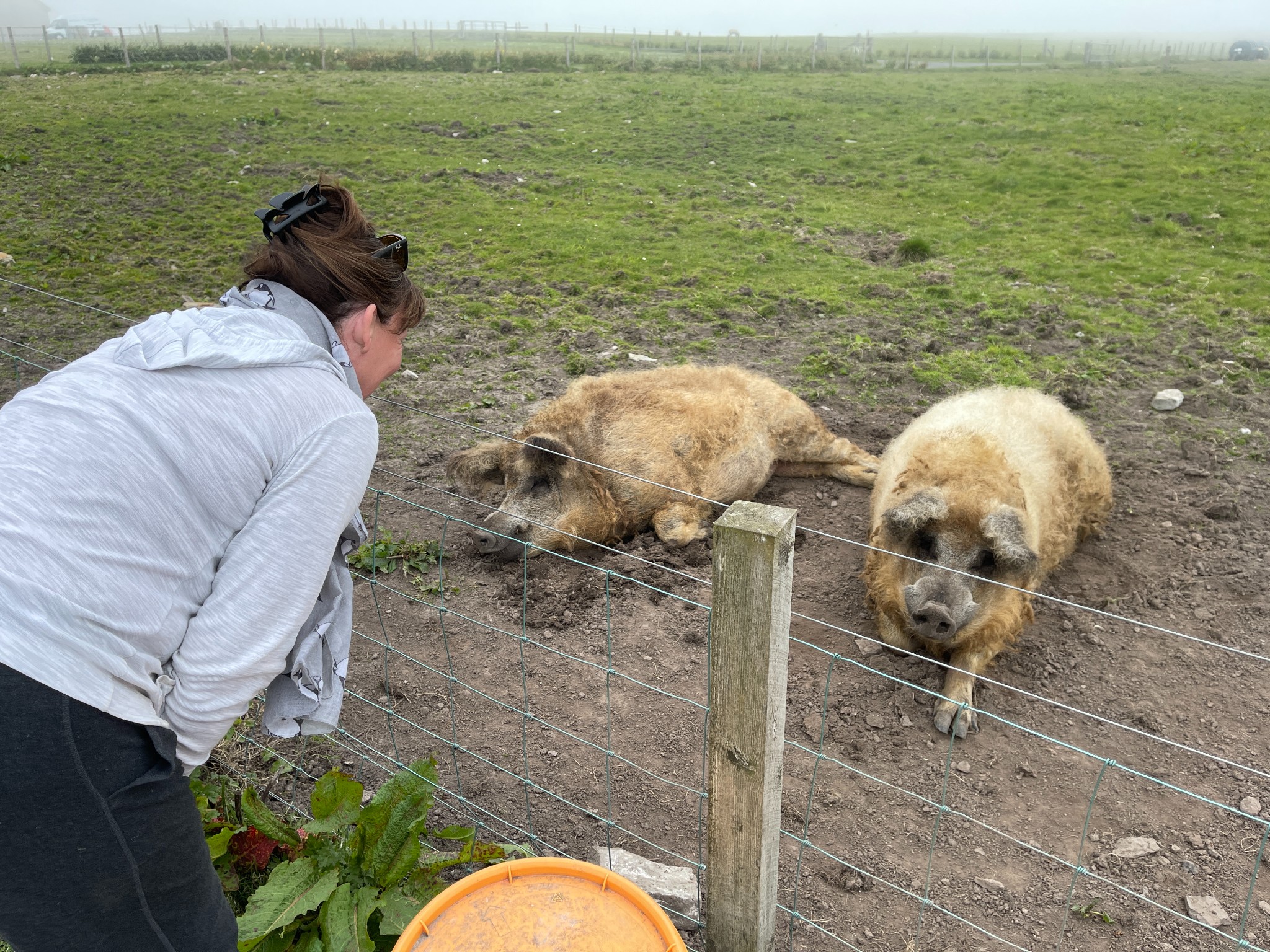 Feeding the main attractions at the Pig Sty Orkney - image courtesy Lorraine Kelly