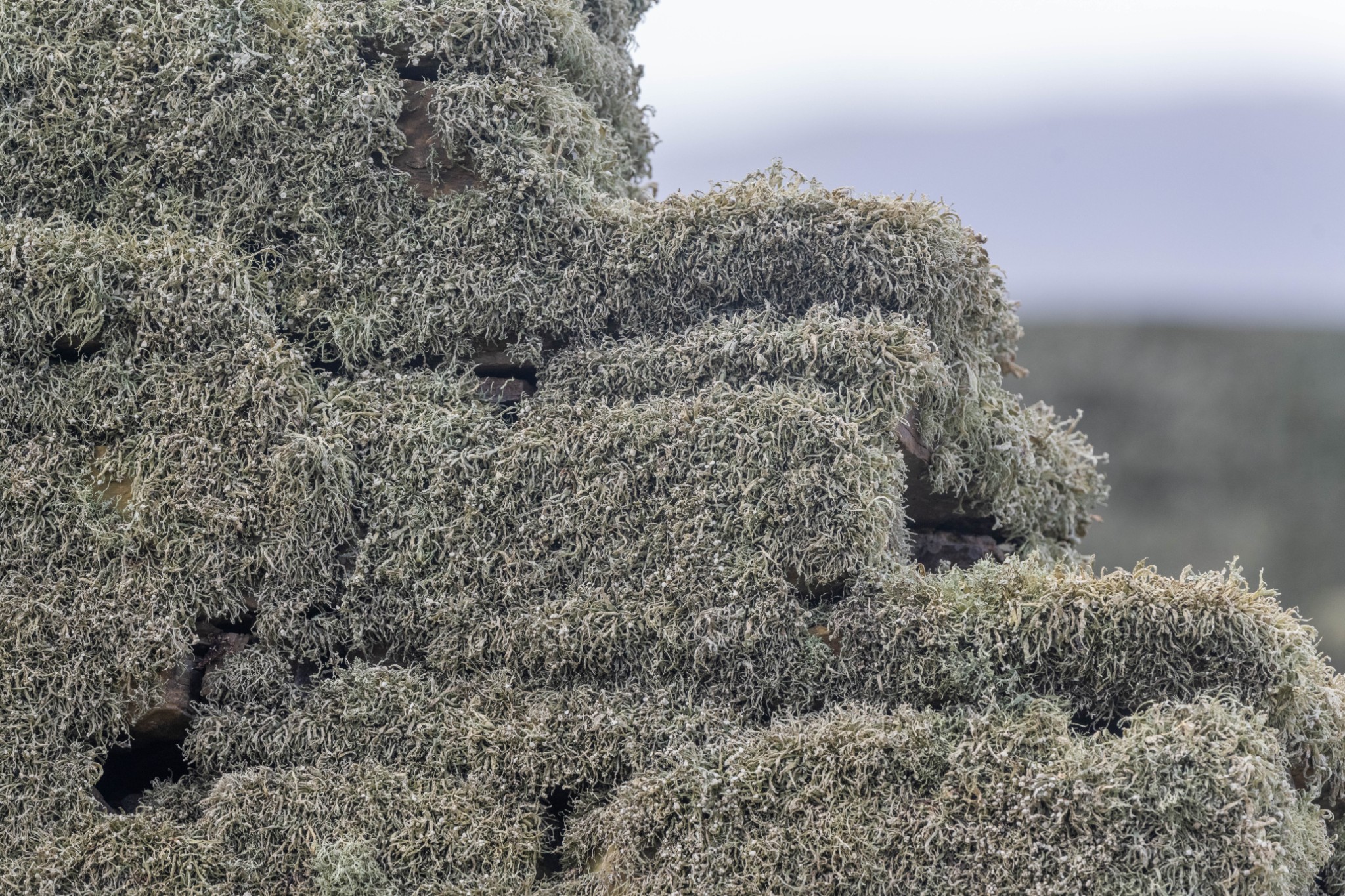 Ramalina siliquosa lichen in Rousay, Orkney - image by Raymond Besant