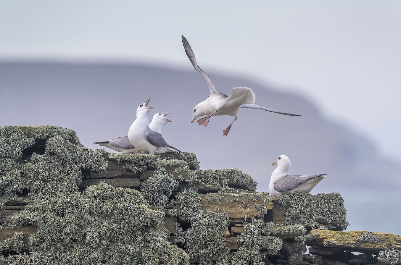 Fulmars in Rousay, Orkney - image by Raymond Besant